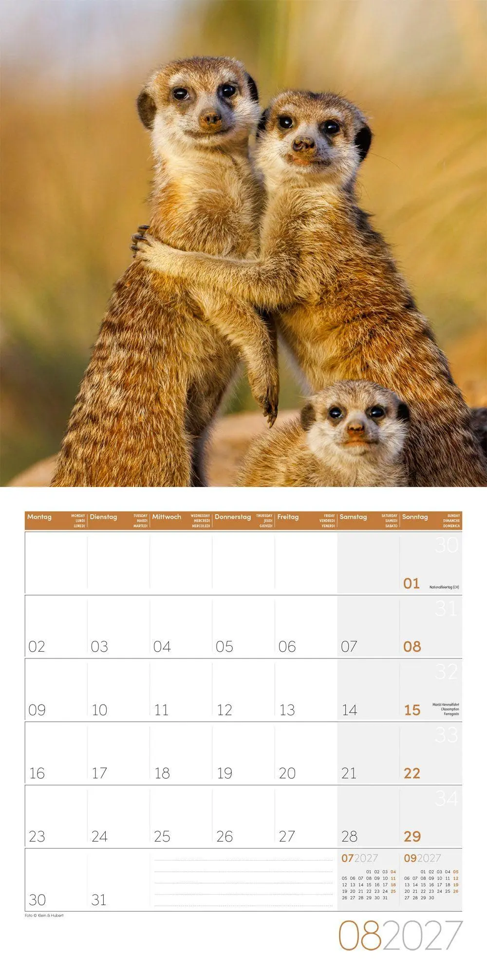 Bild: 9783838447322 | Erdmännchen Kalender 2027 - 30x30 - Art12 | Ackermann Kunstverlag GmbH