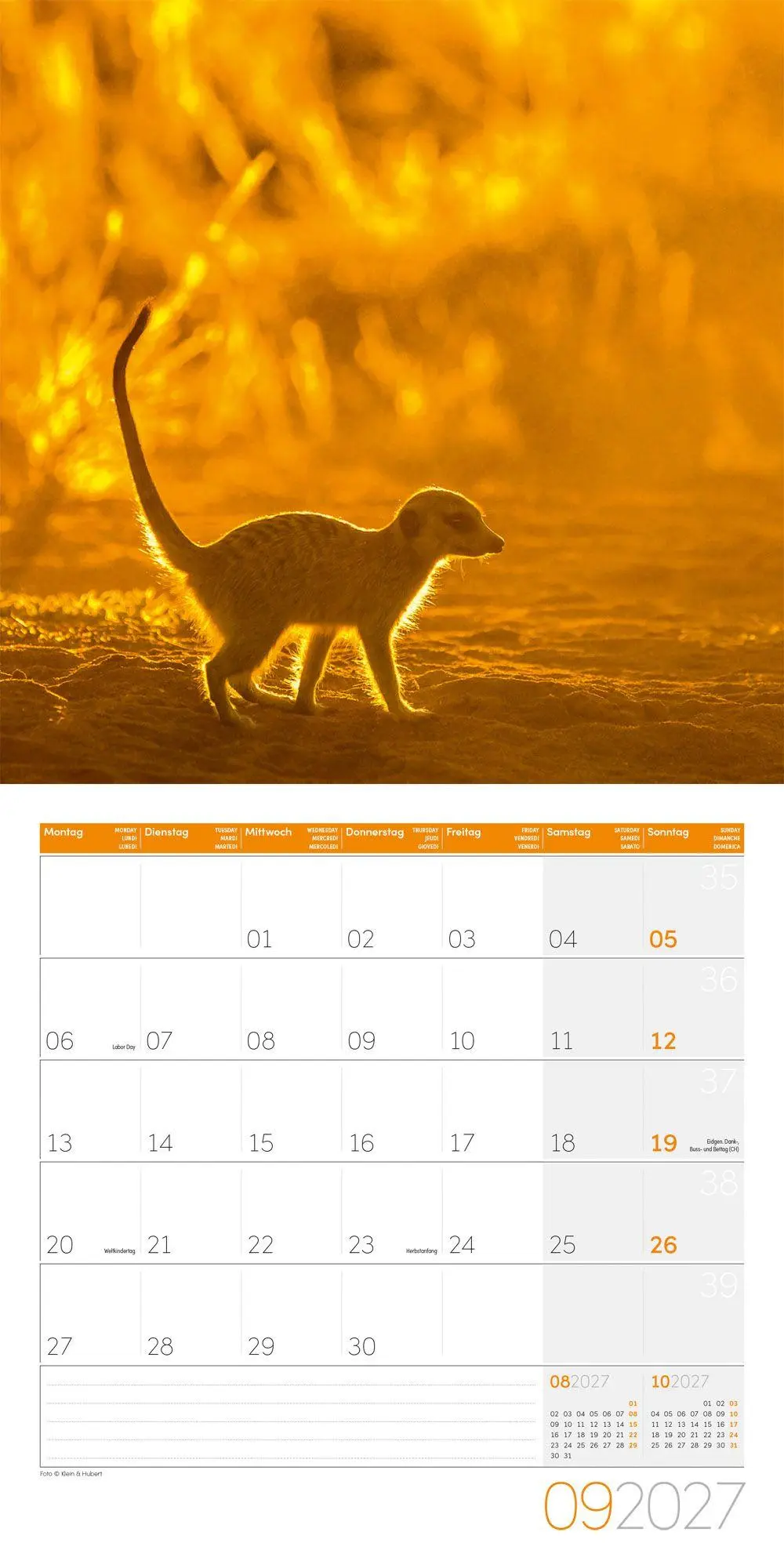 Bild: 9783838447322 | Erdmännchen Kalender 2027 - 30x30 - Art12 | Ackermann Kunstverlag GmbH
