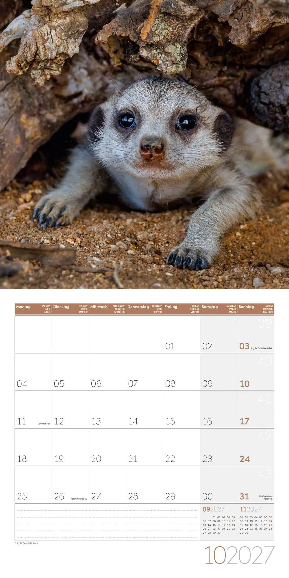 Bild: 9783838447322 | Erdmännchen Kalender 2027 - 30x30 - Art12 | Ackermann Kunstverlag GmbH