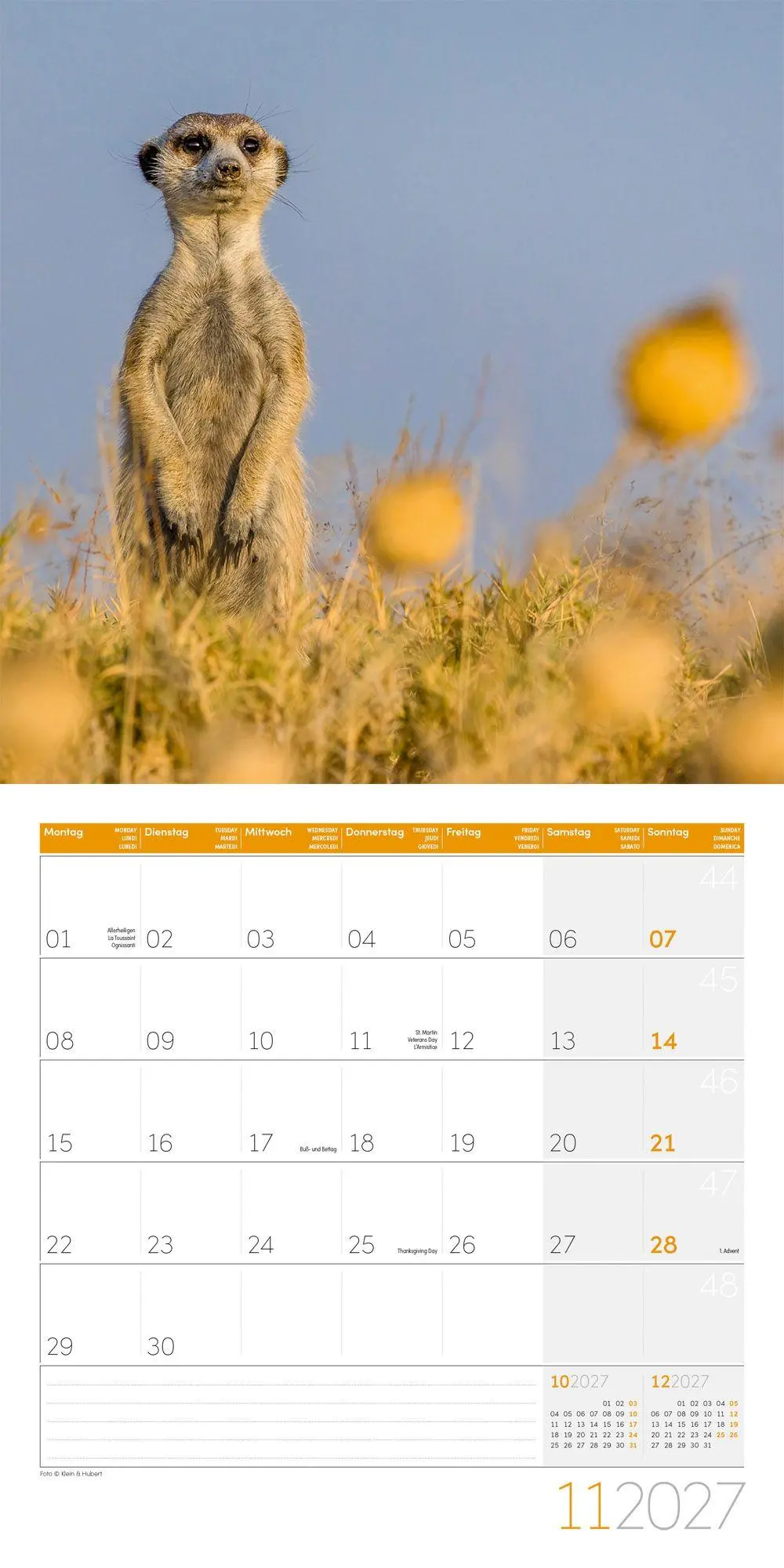 Bild: 9783838447322 | Erdmännchen Kalender 2027 - 30x30 - Art12 | Ackermann Kunstverlag GmbH