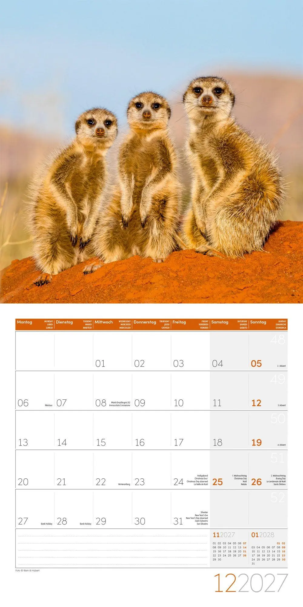 Bild: 9783838447322 | Erdmännchen Kalender 2027 - 30x30 - Art12 | Ackermann Kunstverlag GmbH