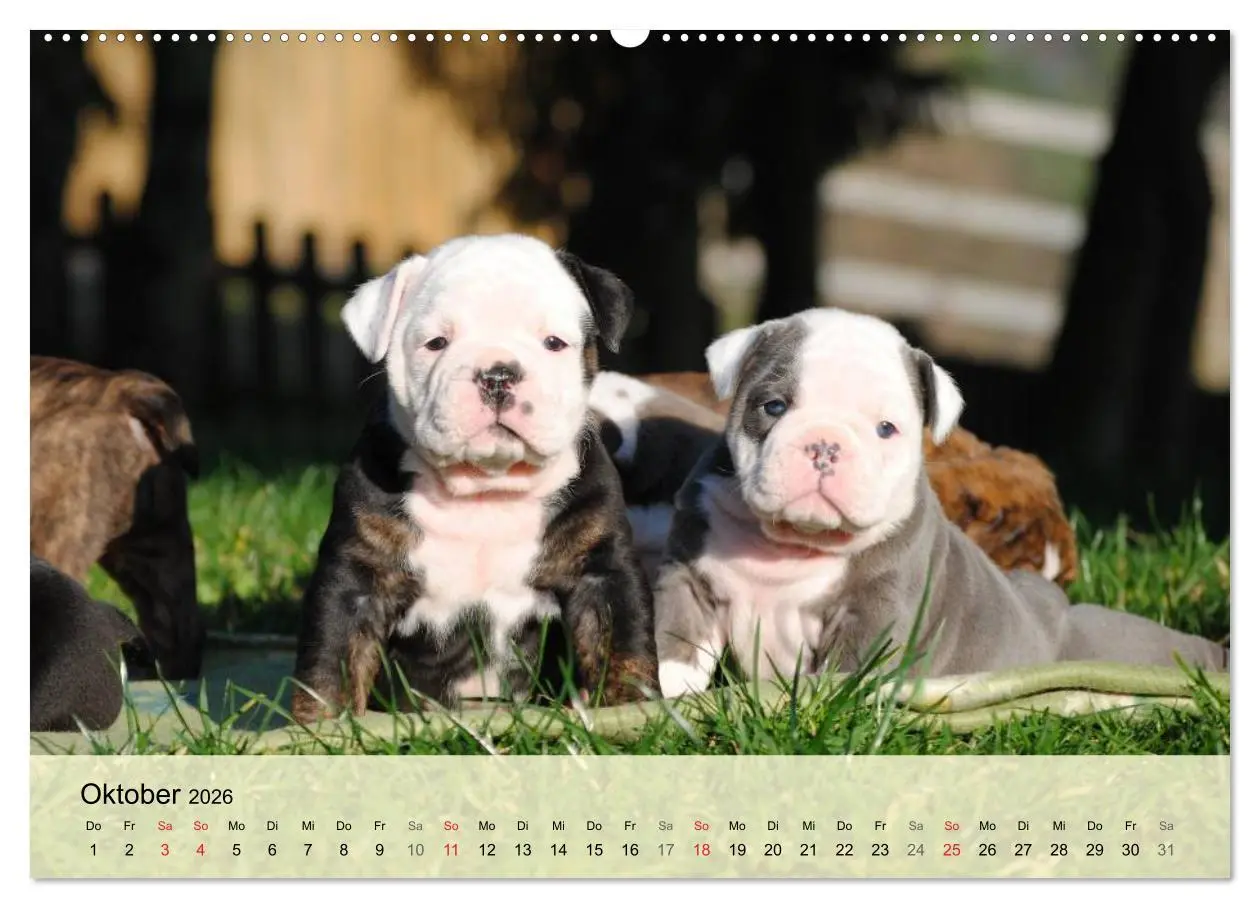Bild: 9783516137422 | Bulldoggen-Kindergarten (hochwertiger Premium Wandkalender 2026 DIN...