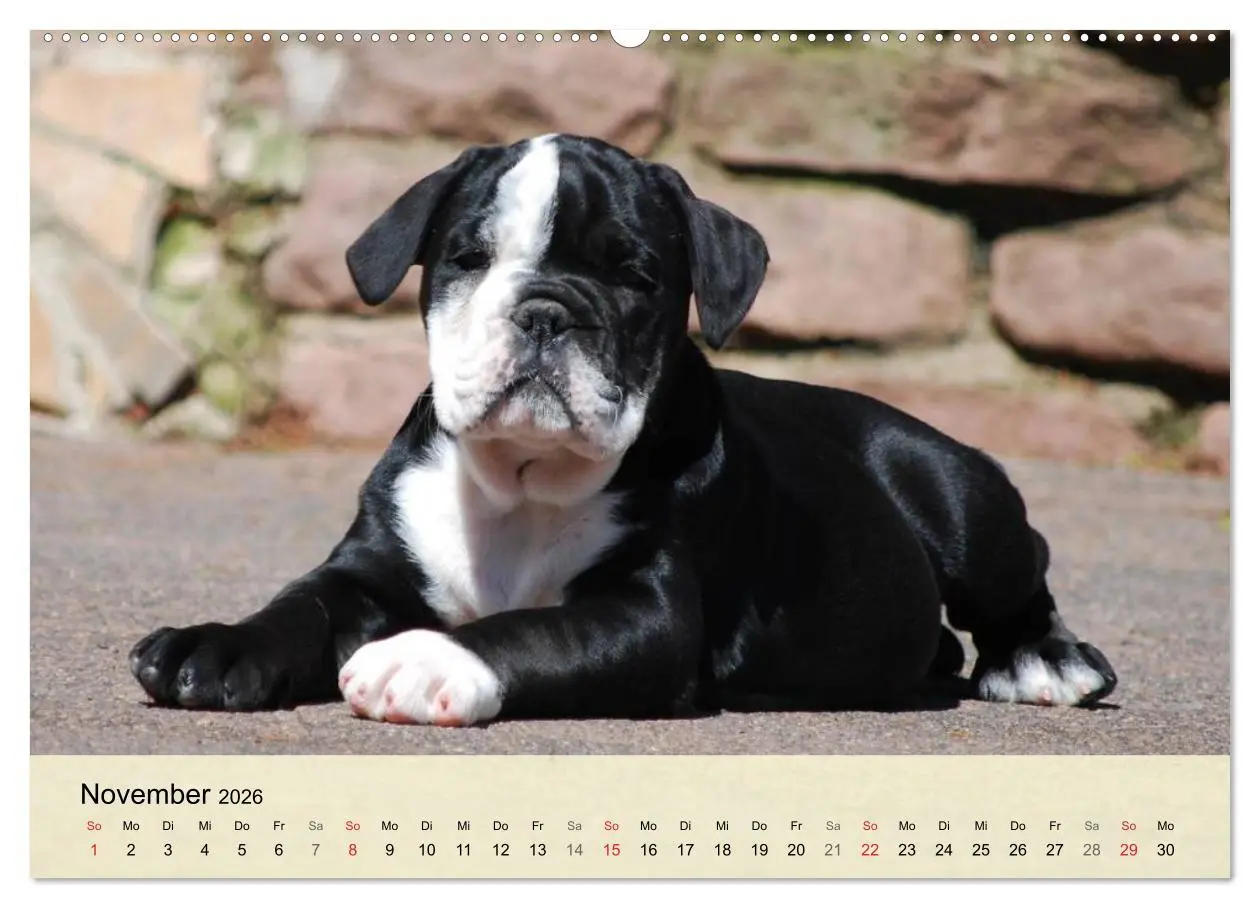 Bild: 9783516137422 | Bulldoggen-Kindergarten (hochwertiger Premium Wandkalender 2026 DIN...