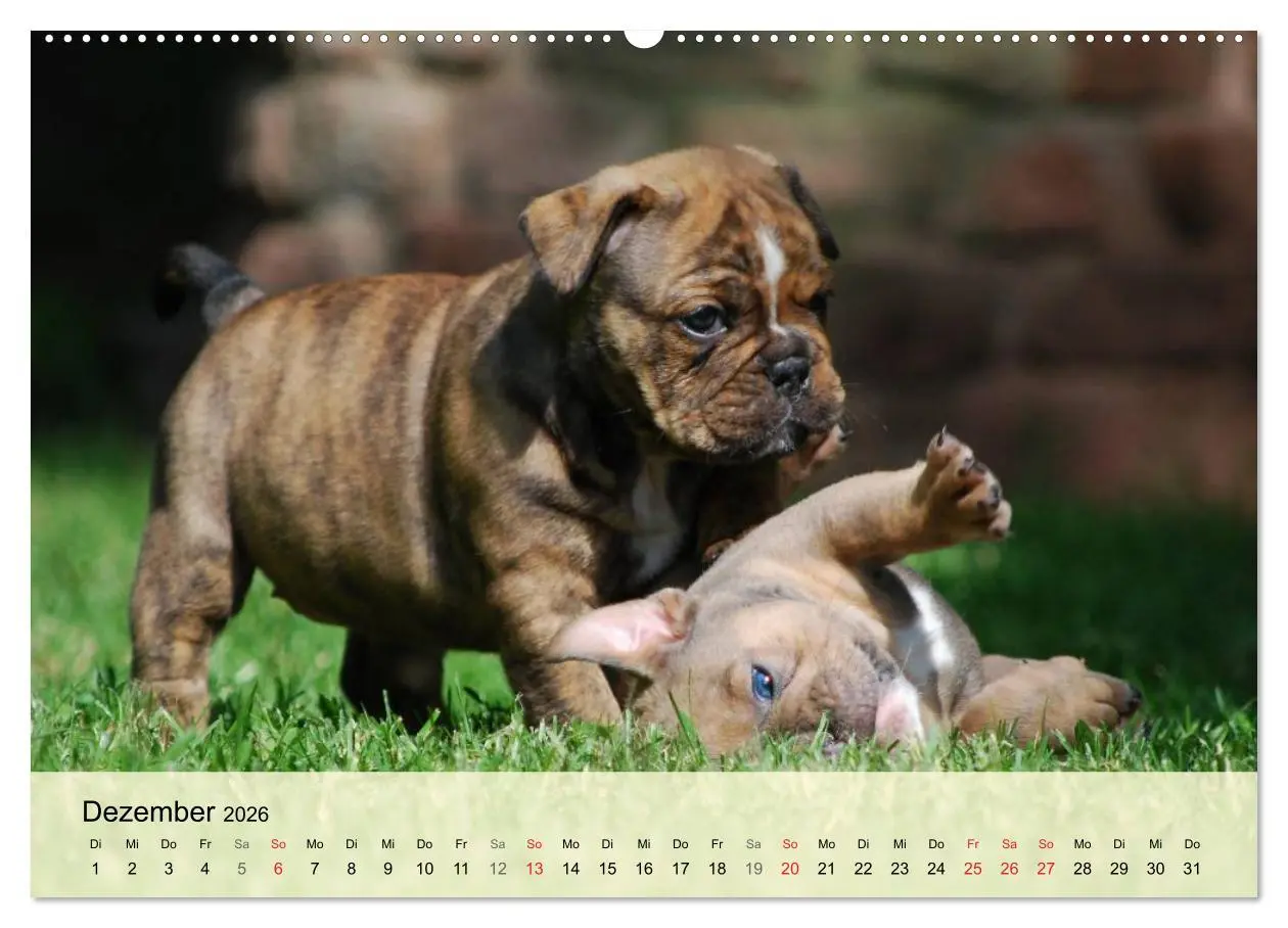 Bild: 9783516137422 | Bulldoggen-Kindergarten (hochwertiger Premium Wandkalender 2026 DIN...