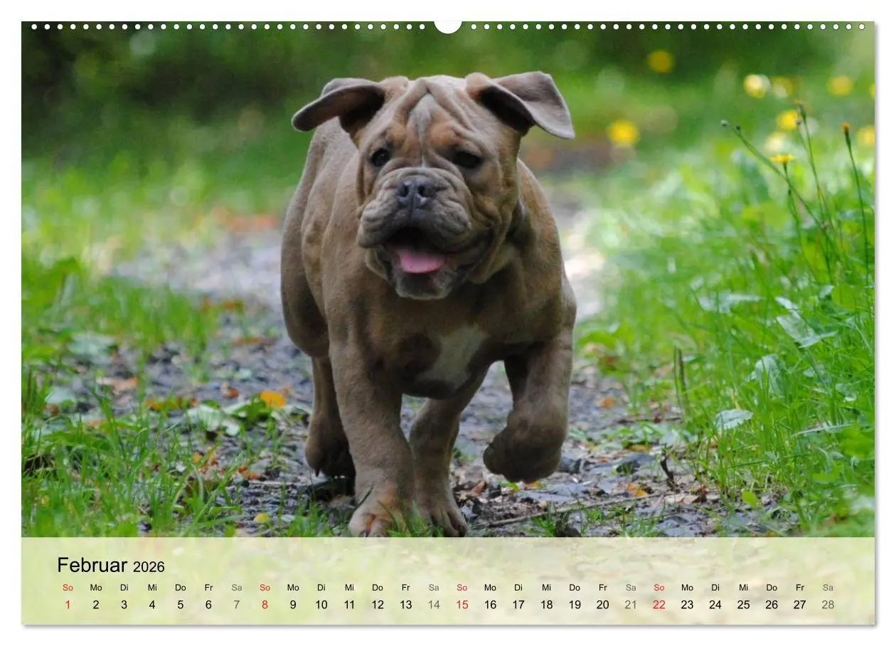 Bild: 9783516137422 | Bulldoggen-Kindergarten (hochwertiger Premium Wandkalender 2026 DIN...