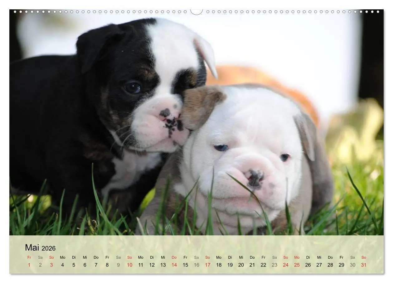Bild: 9783516137422 | Bulldoggen-Kindergarten (hochwertiger Premium Wandkalender 2026 DIN...