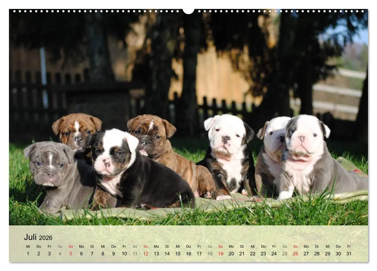 Bild: 9783516137422 | Bulldoggen-Kindergarten (hochwertiger Premium Wandkalender 2026 DIN...