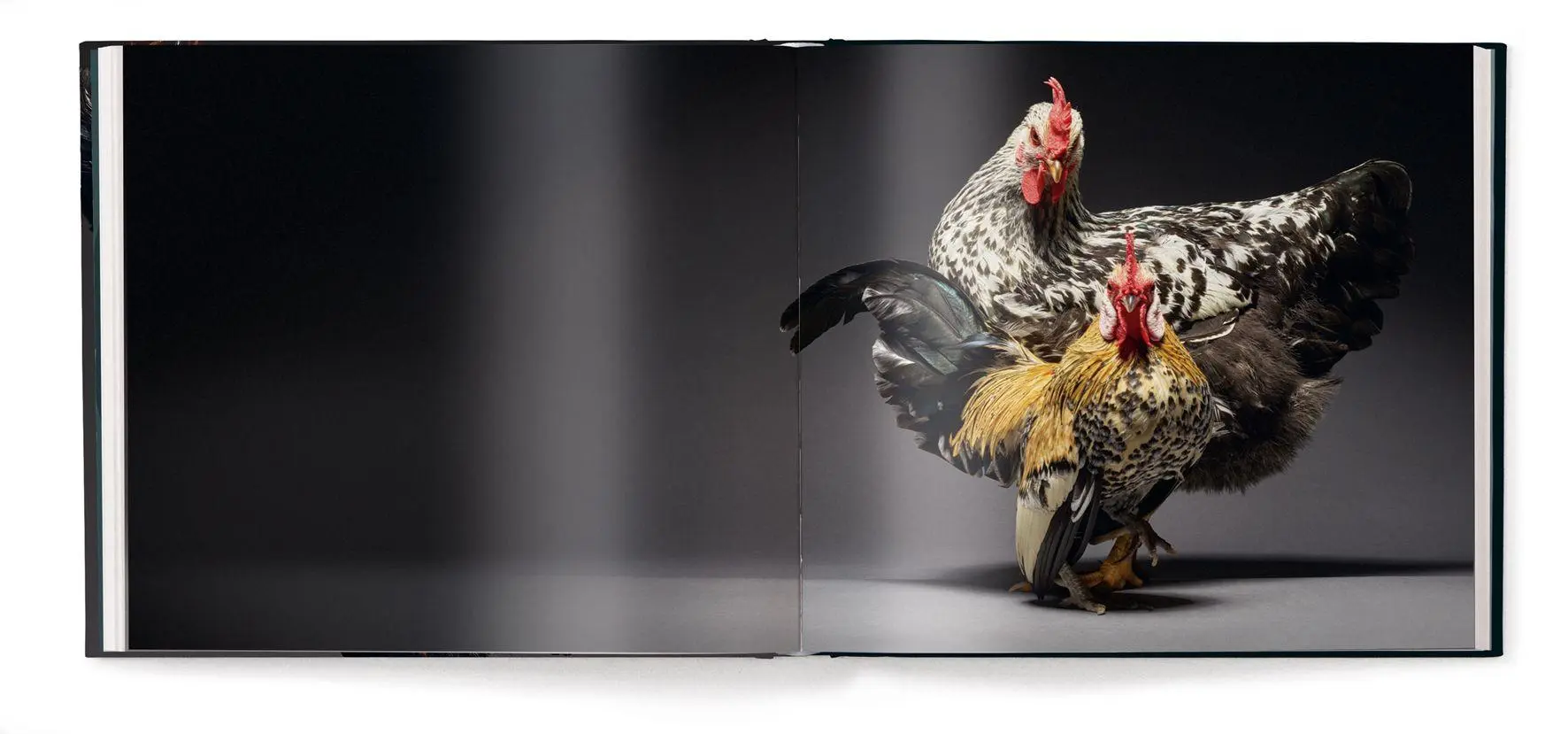 Bild: 9783961717422 | Feathered Elegance | A Photographic Celebration of Chickens | Buch