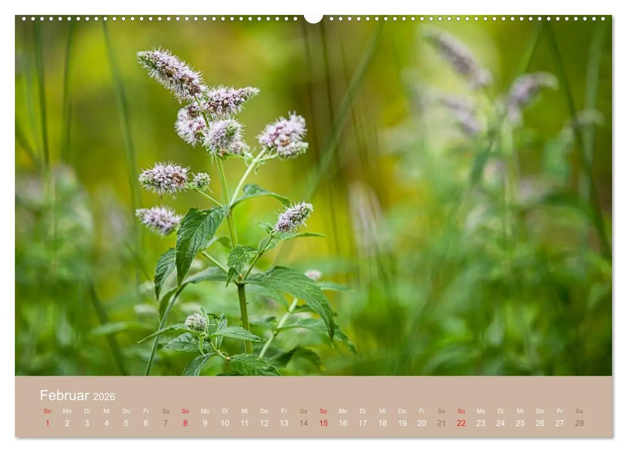 Bild: 9783516117622 | WILD, ESSBAR UND GESUND Essbare Wildpflanzen (hochwertiger Premium...