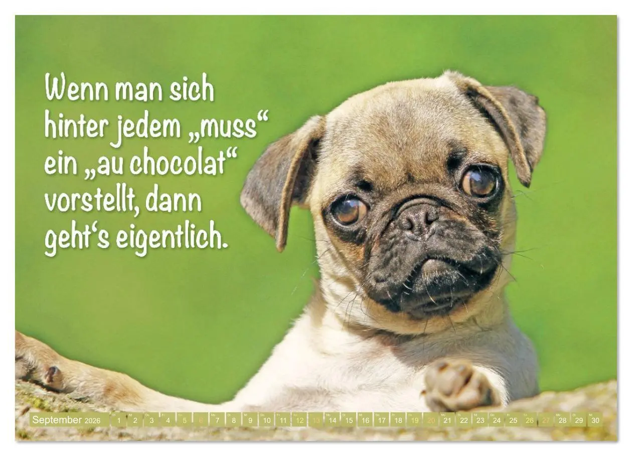 Bild: 9783516597622 | Der Mops: Nicht klein, sondern aufs Wesentliche reduziert....