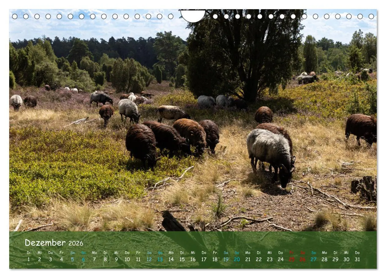 Bild: 9783457567722 | Im Herzen der Lüneburger Heide (Wandkalender 2026 DIN A4 quer),...
