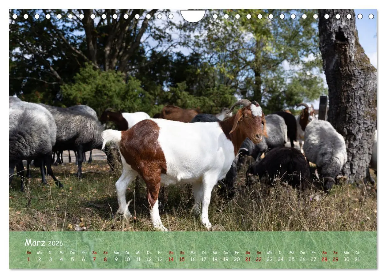 Bild: 9783457567722 | Im Herzen der Lüneburger Heide (Wandkalender 2026 DIN A4 quer),...
