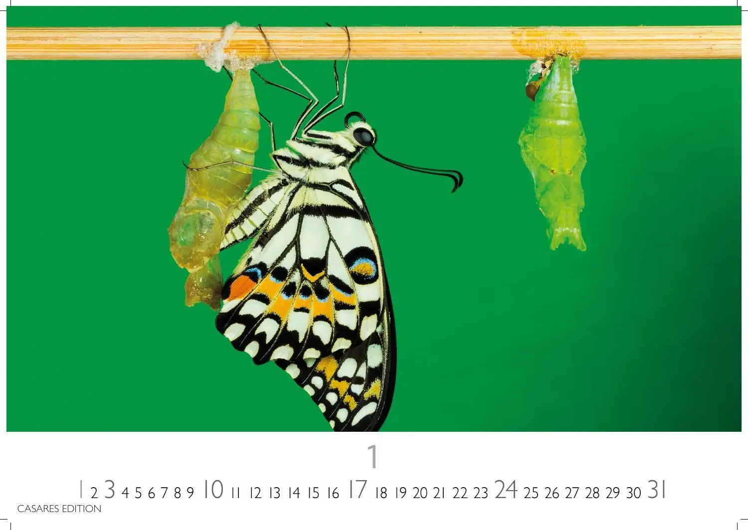 Bild: 9781835247822 | Schmetterlinge Kalender 2027 - Wandkalender Fotokalender...
