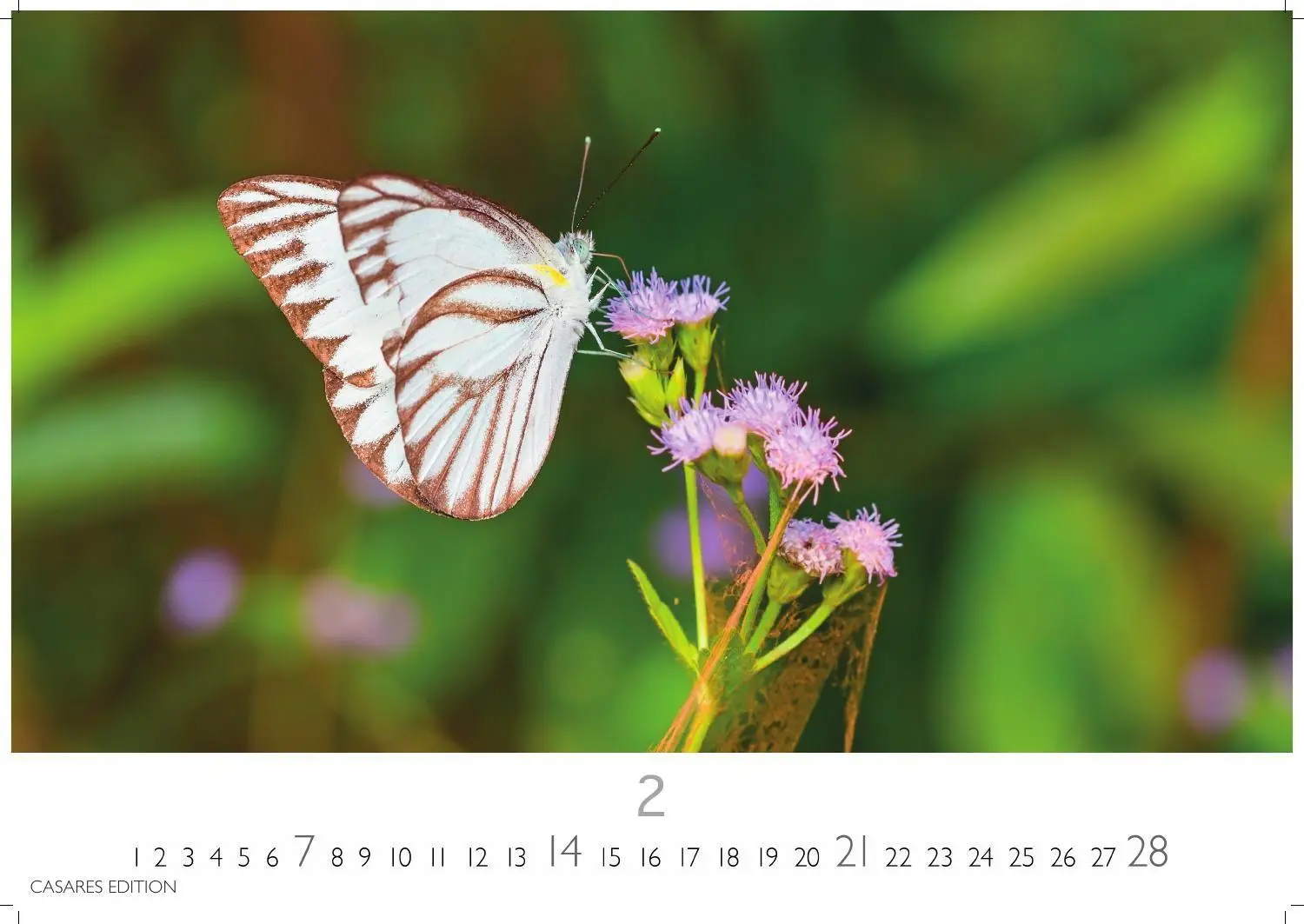Bild: 9781835247822 | Schmetterlinge Kalender 2027 - Wandkalender Fotokalender...