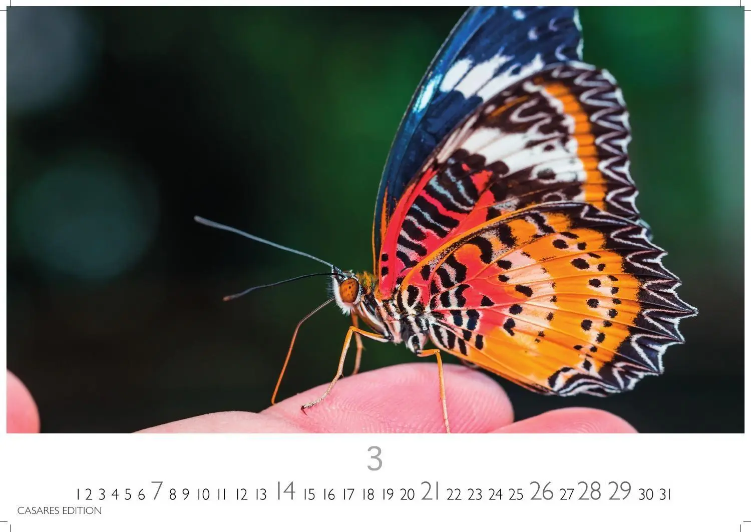 Bild: 9781835247822 | Schmetterlinge Kalender 2027 - Wandkalender Fotokalender...