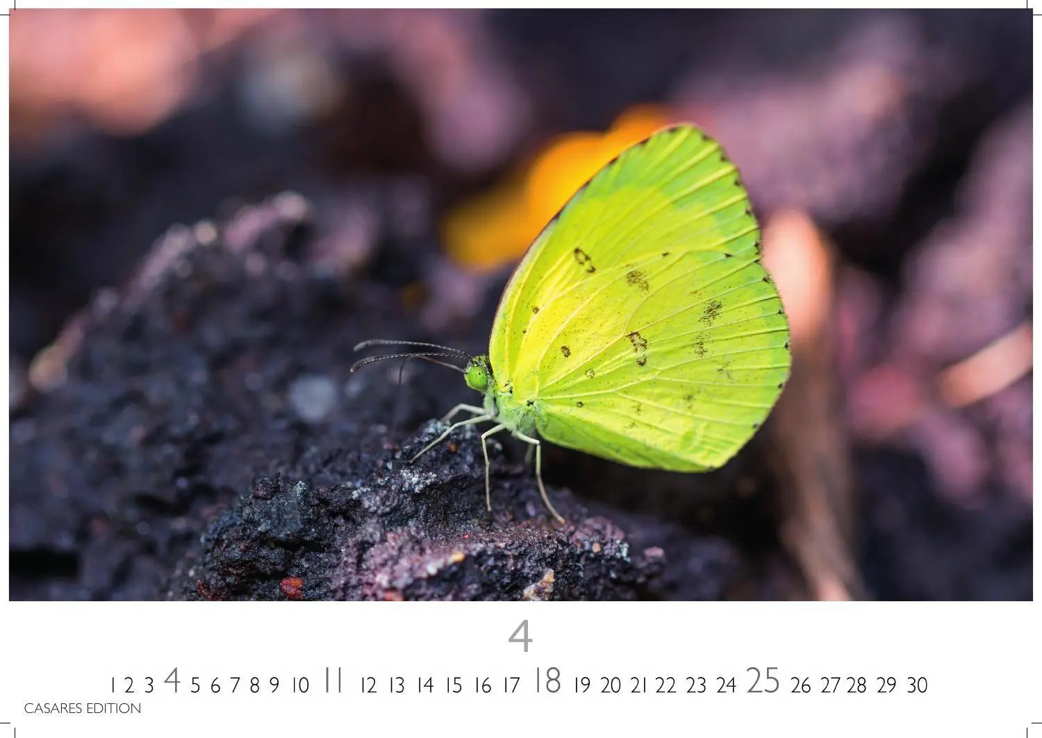 Bild: 9781835247822 | Schmetterlinge Kalender 2027 - Wandkalender Fotokalender...