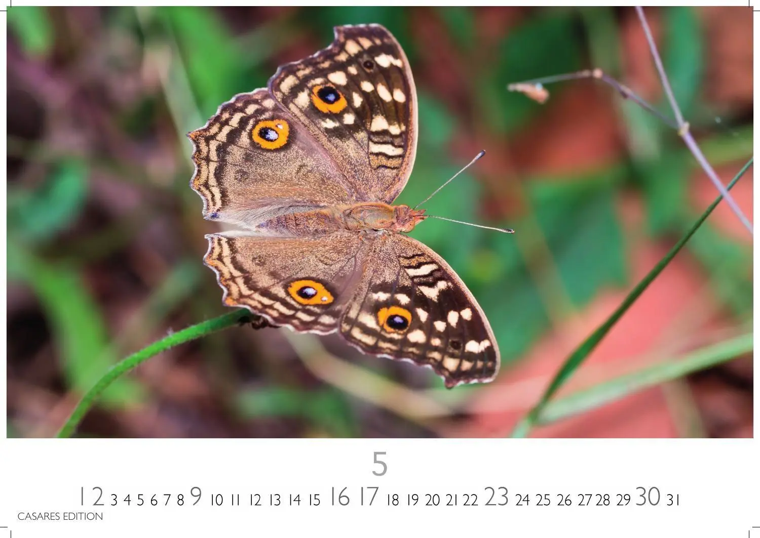 Bild: 9781835247822 | Schmetterlinge Kalender 2027 - Wandkalender Fotokalender...