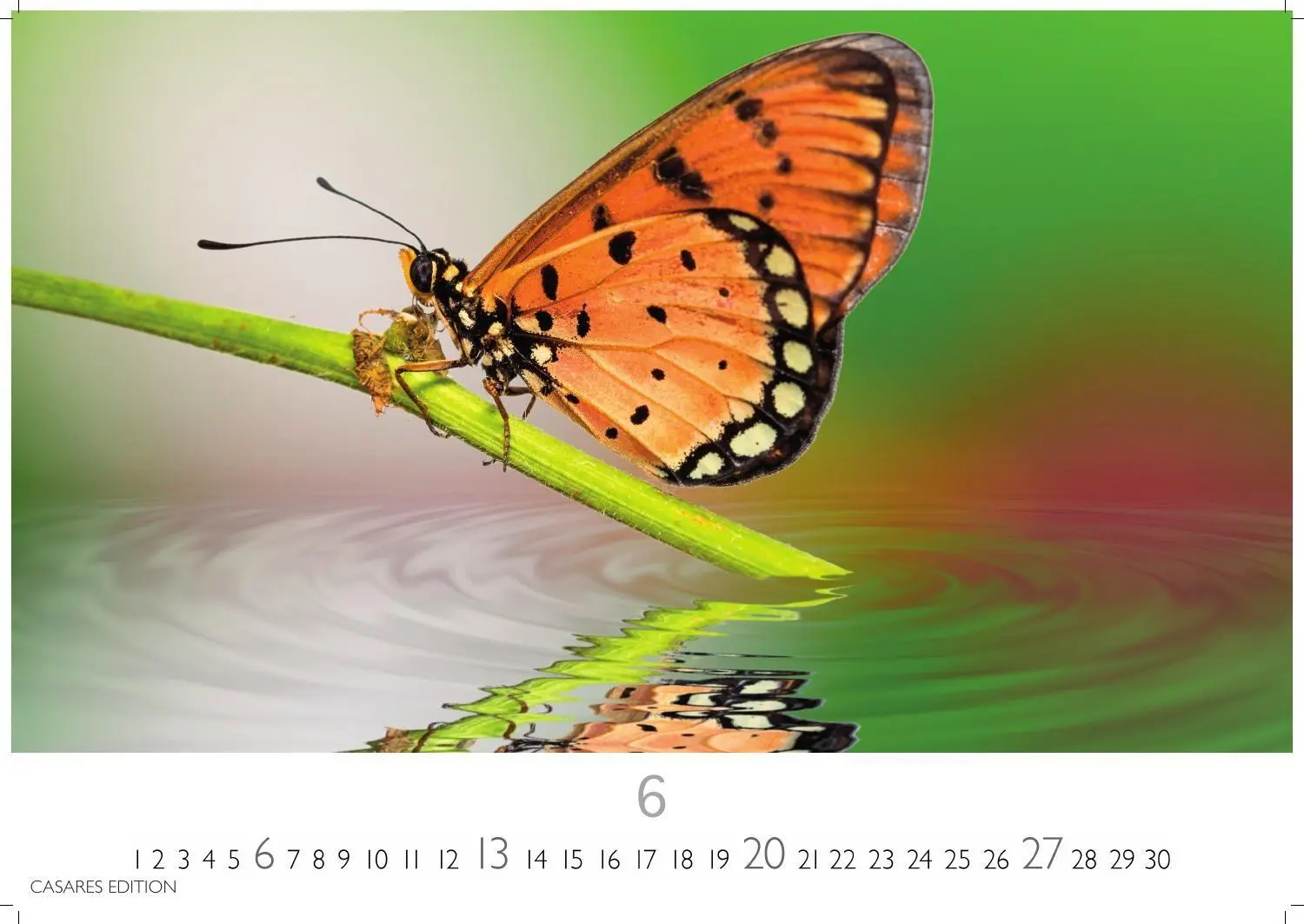 Bild: 9781835247822 | Schmetterlinge Kalender 2027 - Wandkalender Fotokalender...