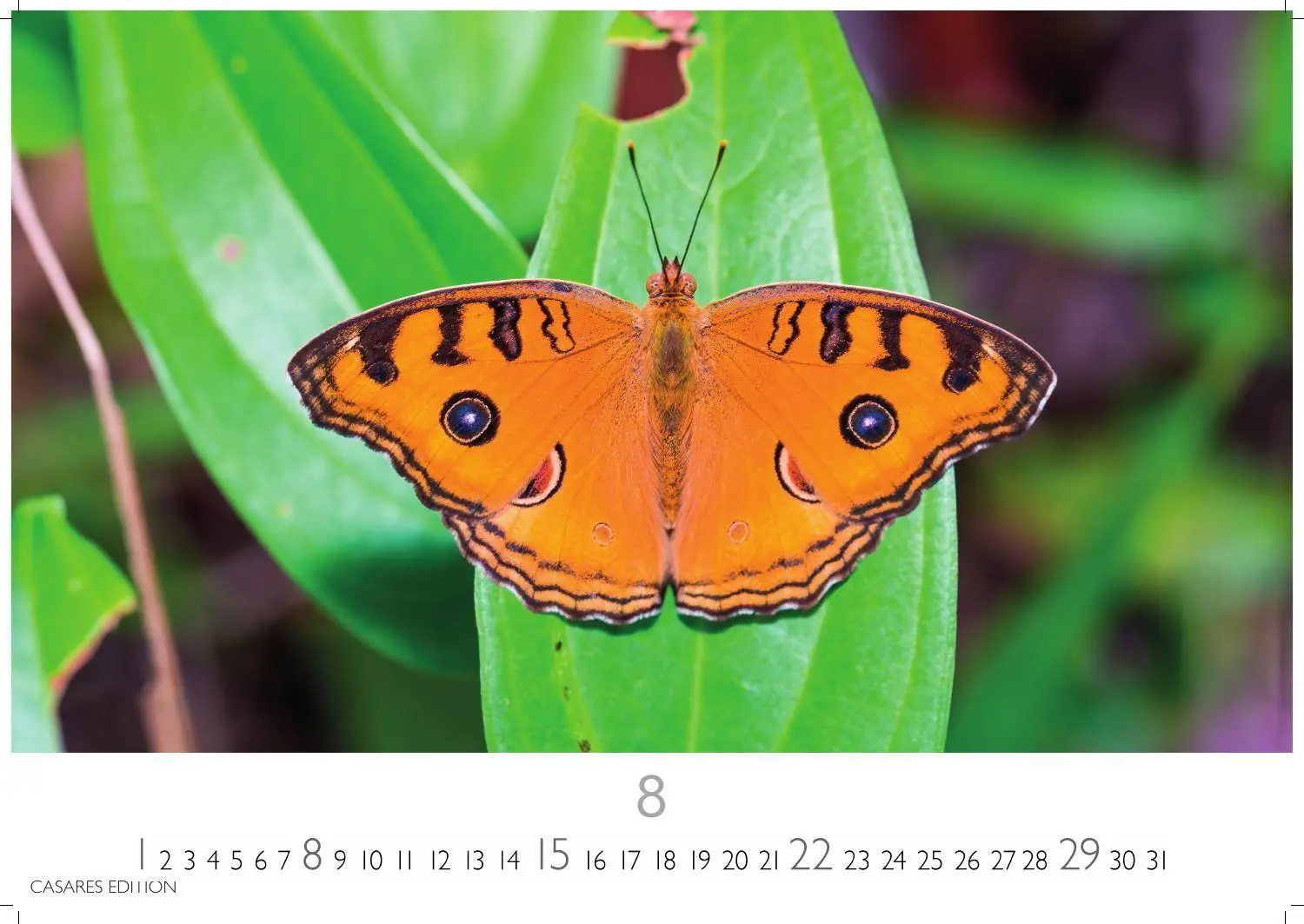 Bild: 9781835247822 | Schmetterlinge Kalender 2027 - Wandkalender Fotokalender...