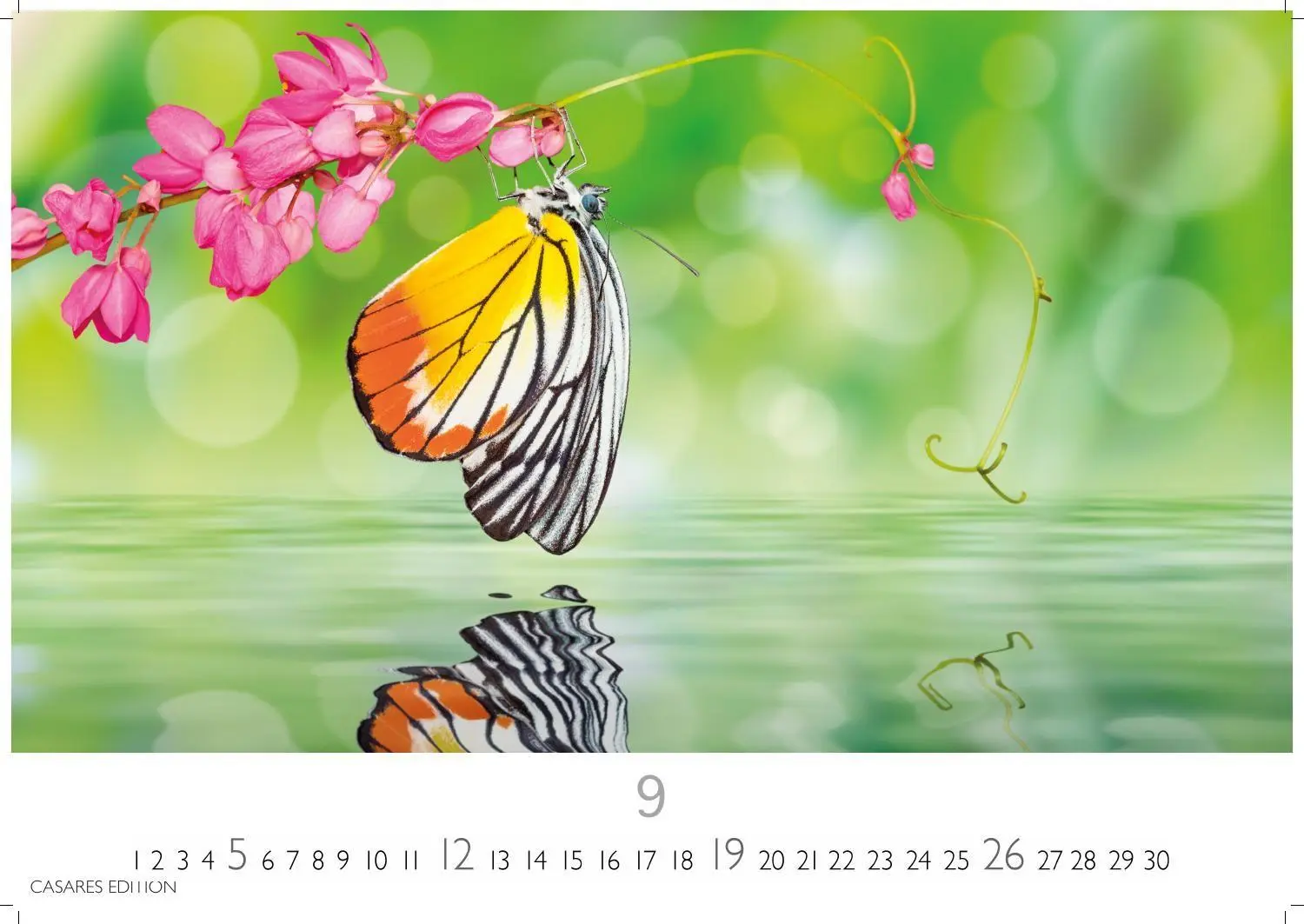 Bild: 9781835247822 | Schmetterlinge Kalender 2027 - Wandkalender Fotokalender...