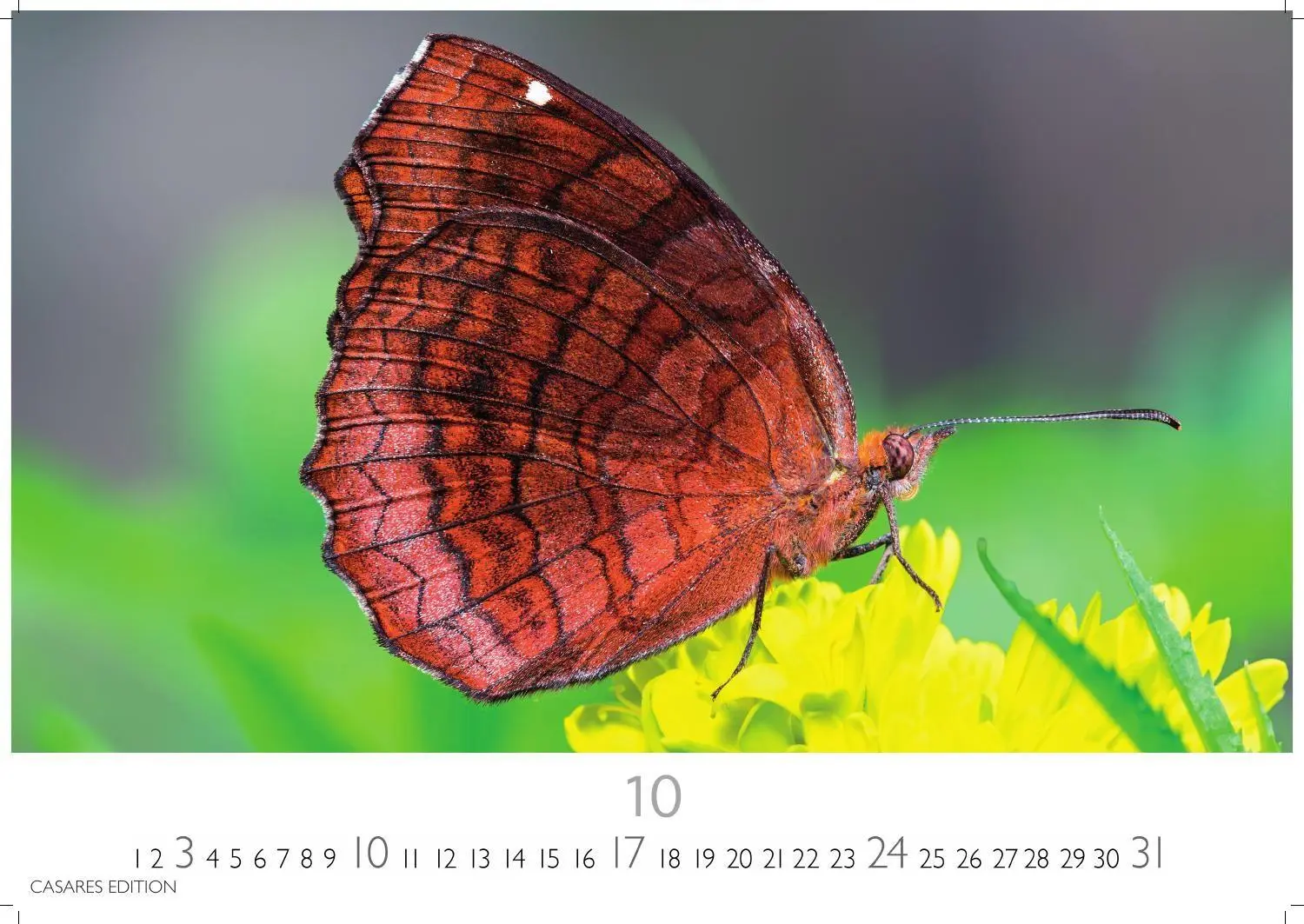 Bild: 9781835247822 | Schmetterlinge Kalender 2027 - Wandkalender Fotokalender...