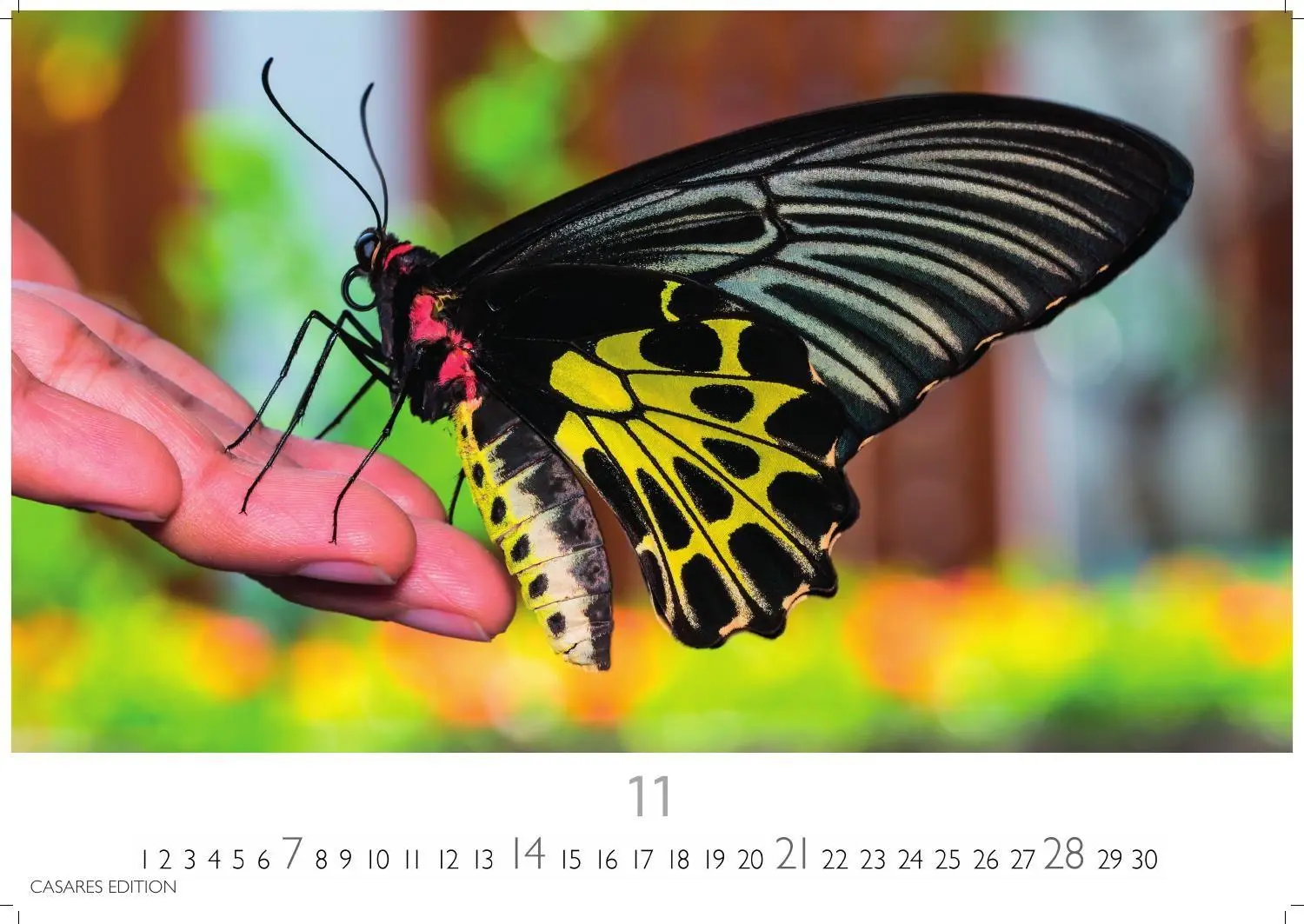 Bild: 9781835247822 | Schmetterlinge Kalender 2027 - Wandkalender Fotokalender...