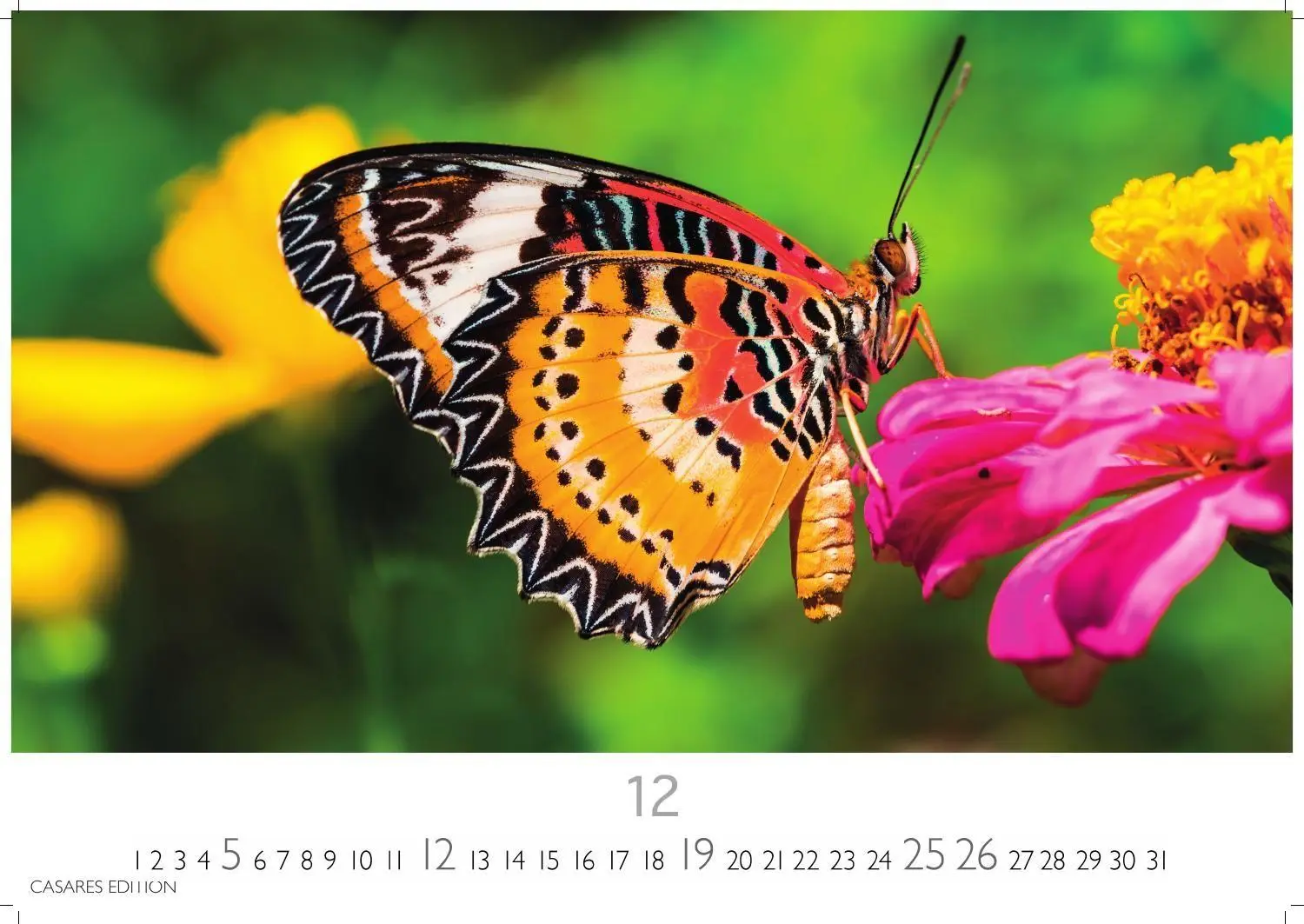 Bild: 9781835247822 | Schmetterlinge Kalender 2027 - Wandkalender Fotokalender...