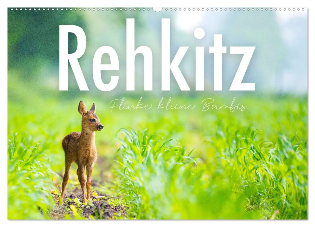 Cover: 9783457557822 | Rehkitz - Flinke kleine Bambis. (Wandkalender 2026 DIN A2 quer),...