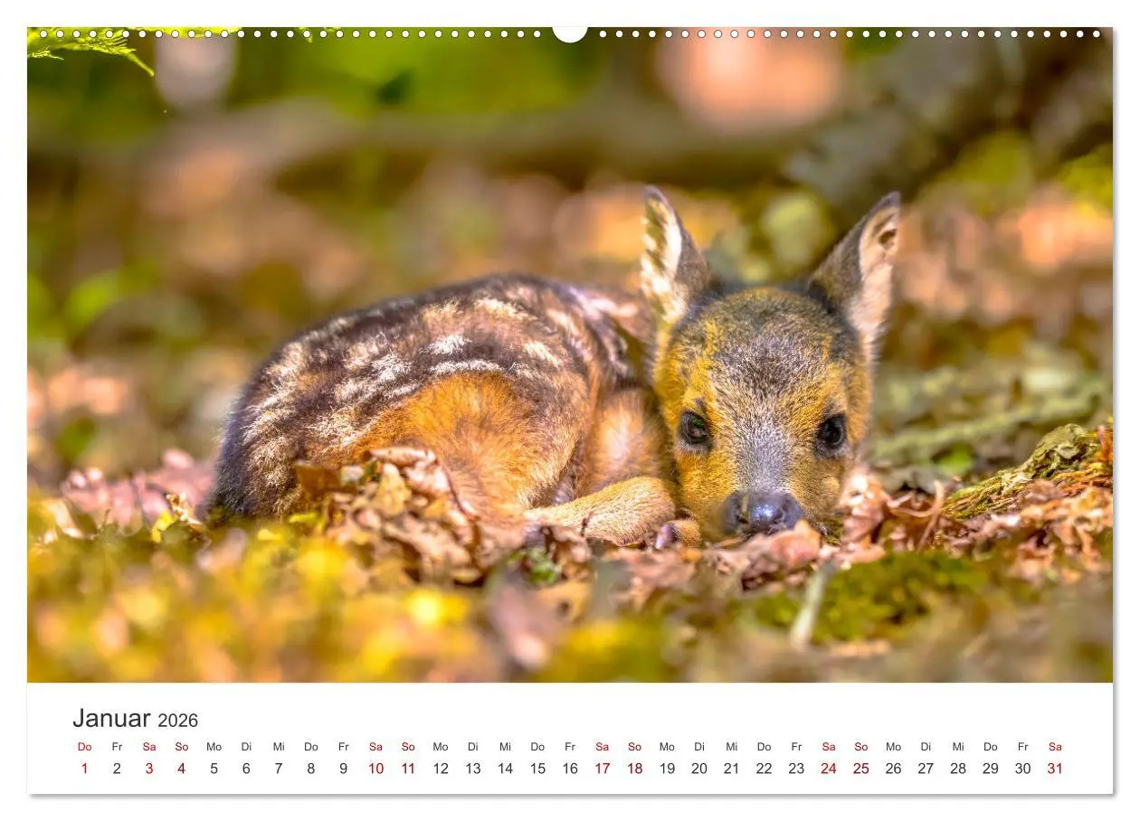 Bild: 9783457557822 | Rehkitz - Flinke kleine Bambis. (Wandkalender 2026 DIN A2 quer),...