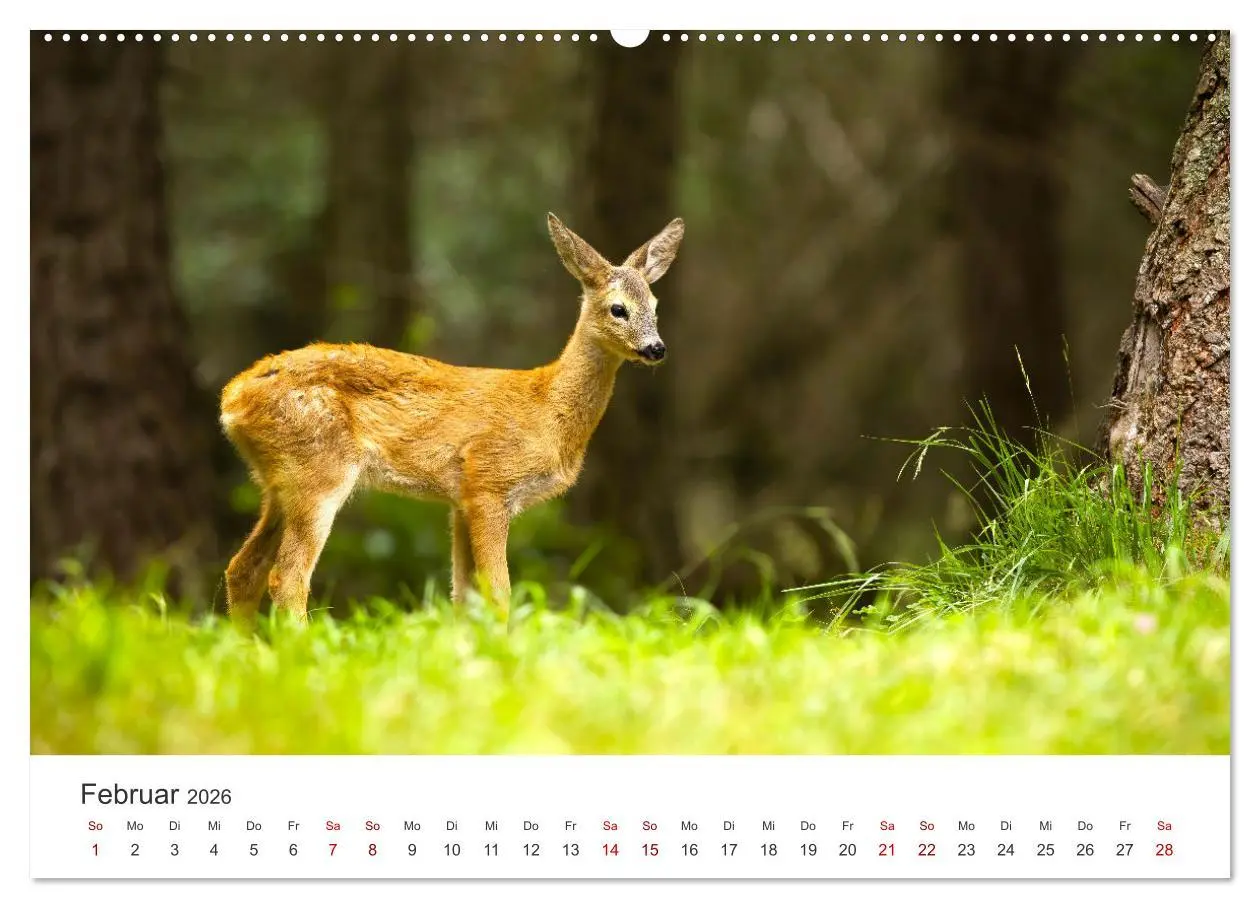 Bild: 9783457557822 | Rehkitz - Flinke kleine Bambis. (Wandkalender 2026 DIN A2 quer),...