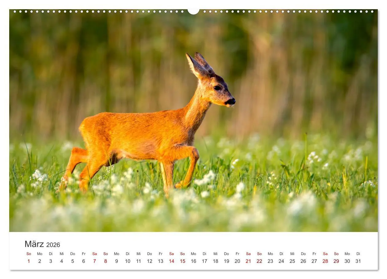 Bild: 9783457557822 | Rehkitz - Flinke kleine Bambis. (Wandkalender 2026 DIN A2 quer),...