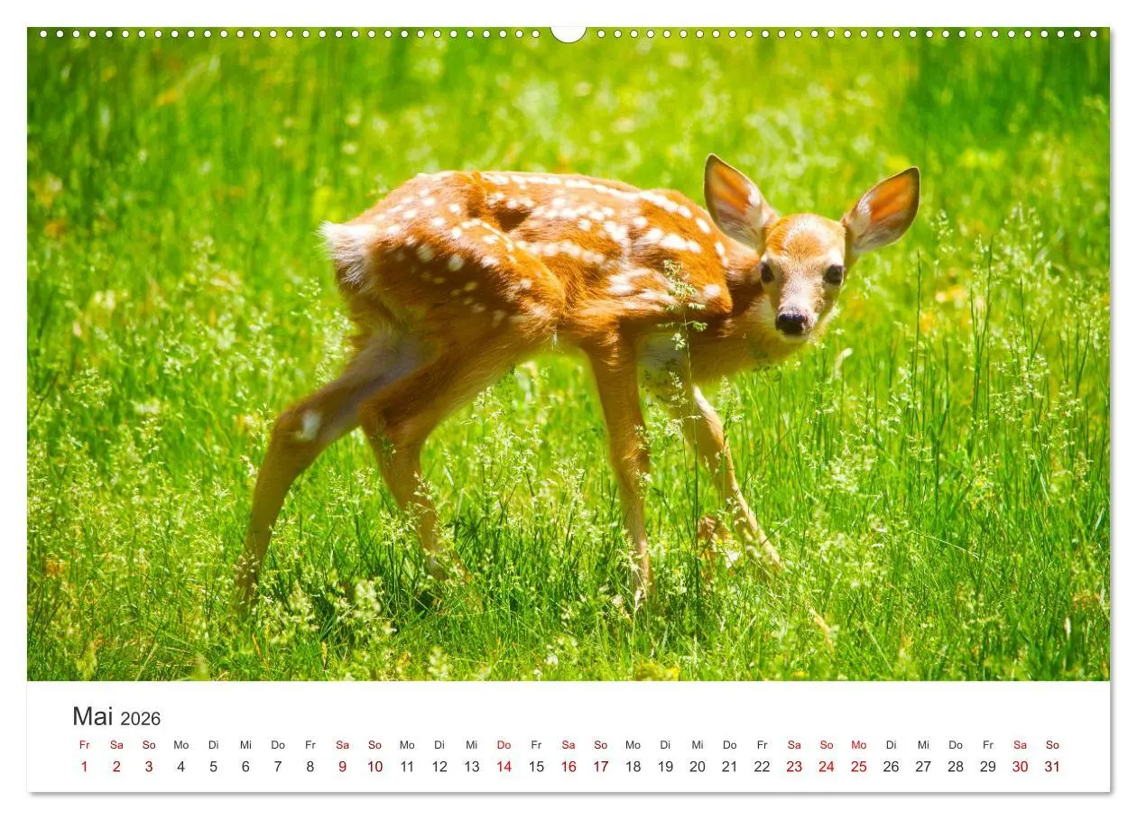 Bild: 9783457557822 | Rehkitz - Flinke kleine Bambis. (Wandkalender 2026 DIN A2 quer),...
