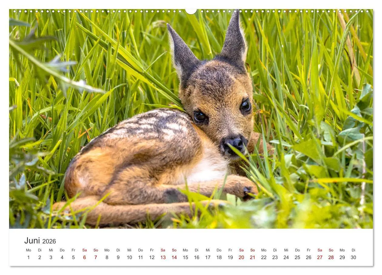 Bild: 9783457557822 | Rehkitz - Flinke kleine Bambis. (Wandkalender 2026 DIN A2 quer),...