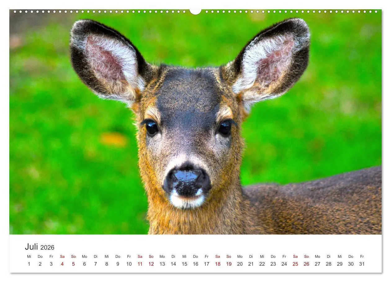 Bild: 9783457557822 | Rehkitz - Flinke kleine Bambis. (Wandkalender 2026 DIN A2 quer),...