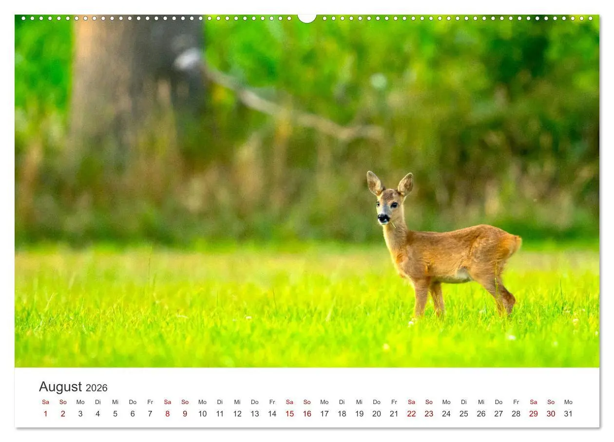 Bild: 9783457557822 | Rehkitz - Flinke kleine Bambis. (Wandkalender 2026 DIN A2 quer),...