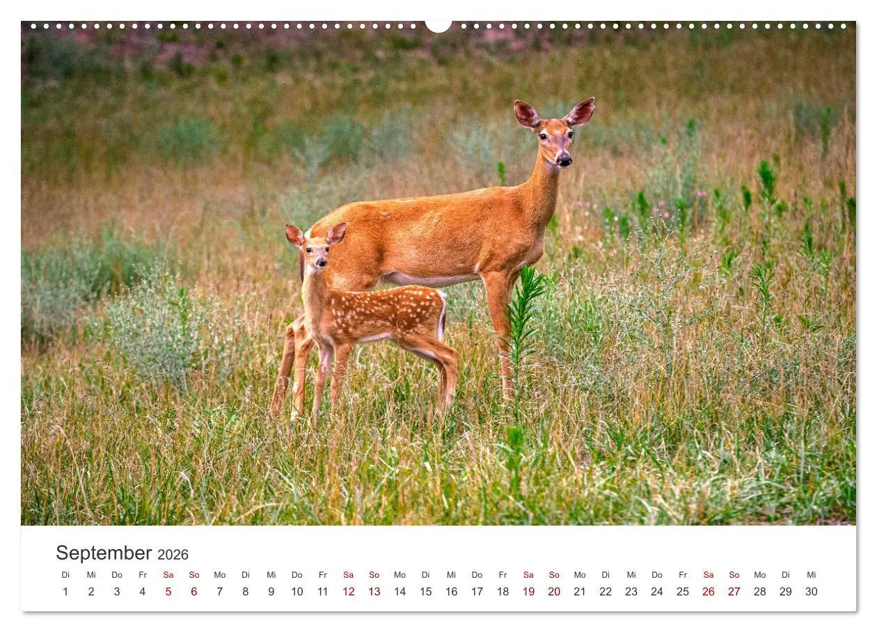 Bild: 9783457557822 | Rehkitz - Flinke kleine Bambis. (Wandkalender 2026 DIN A2 quer),...