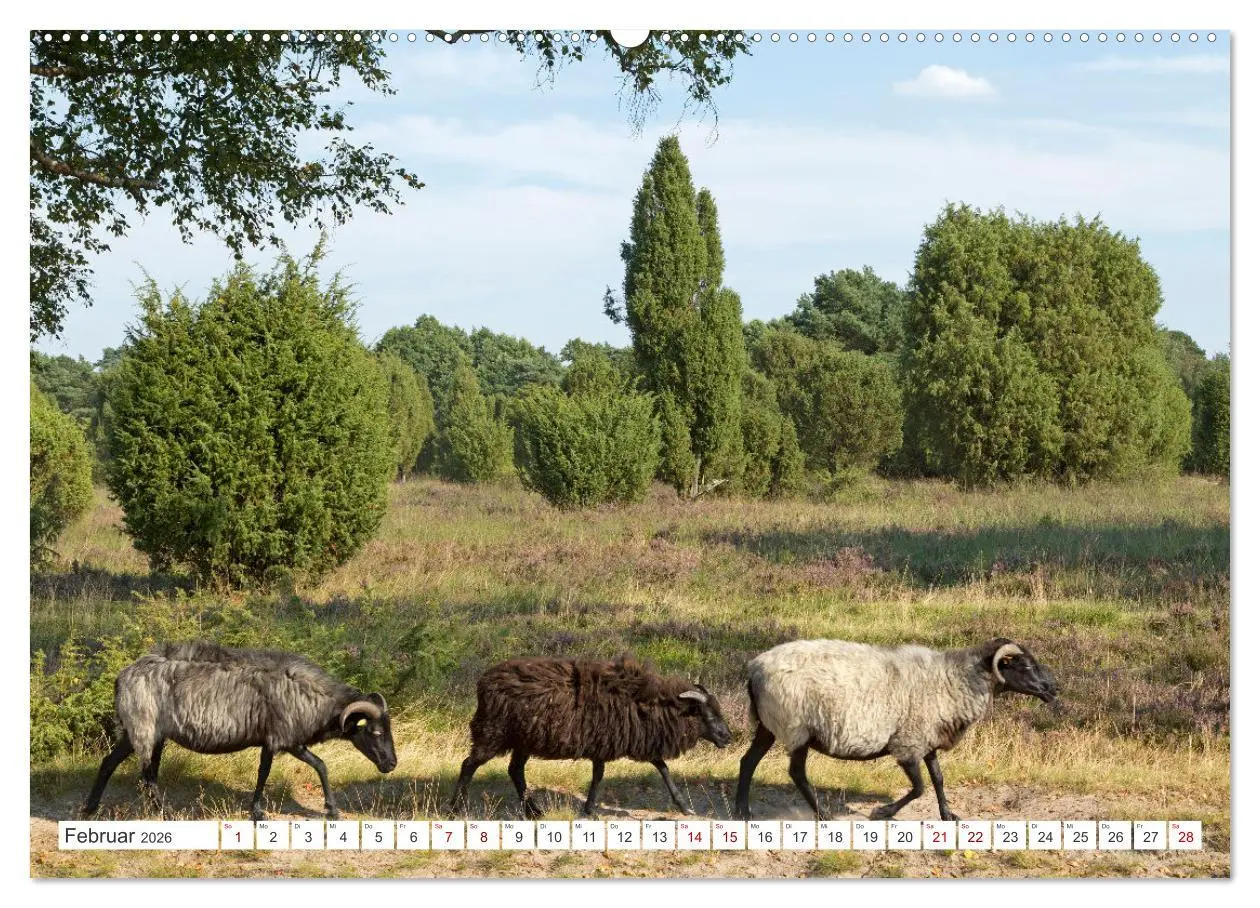 Bild: 9783457627822 | Die Lüneburger Heide - Ausflugsziel im Norden (Wandkalender 2026...