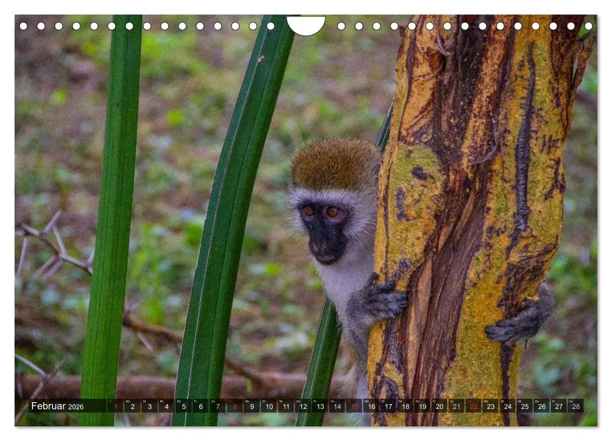 Bild: 9783516197822 | Abenteuer Tansania, Afrika (Wandkalender 2026 DIN A4 quer),...