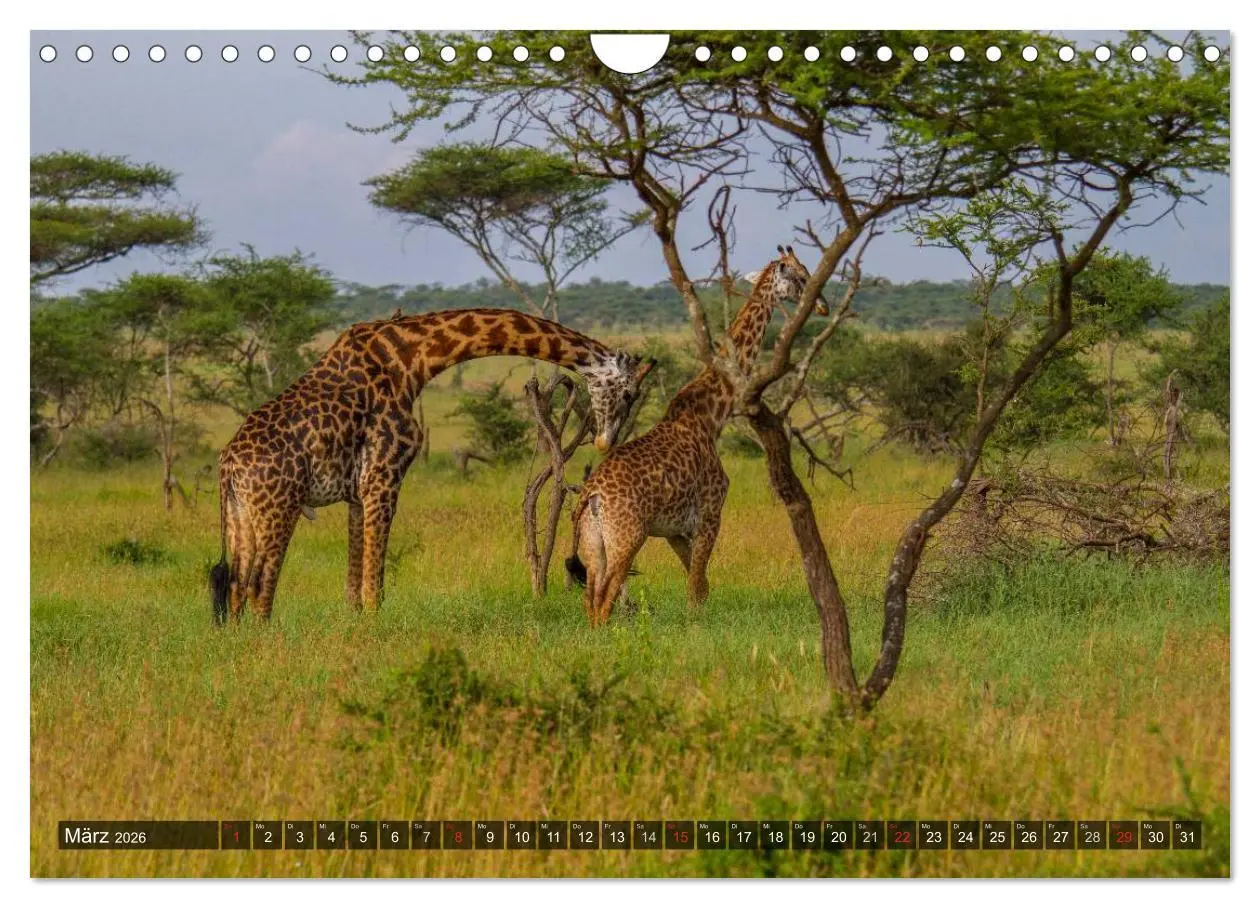 Bild: 9783516197822 | Abenteuer Tansania, Afrika (Wandkalender 2026 DIN A4 quer),...