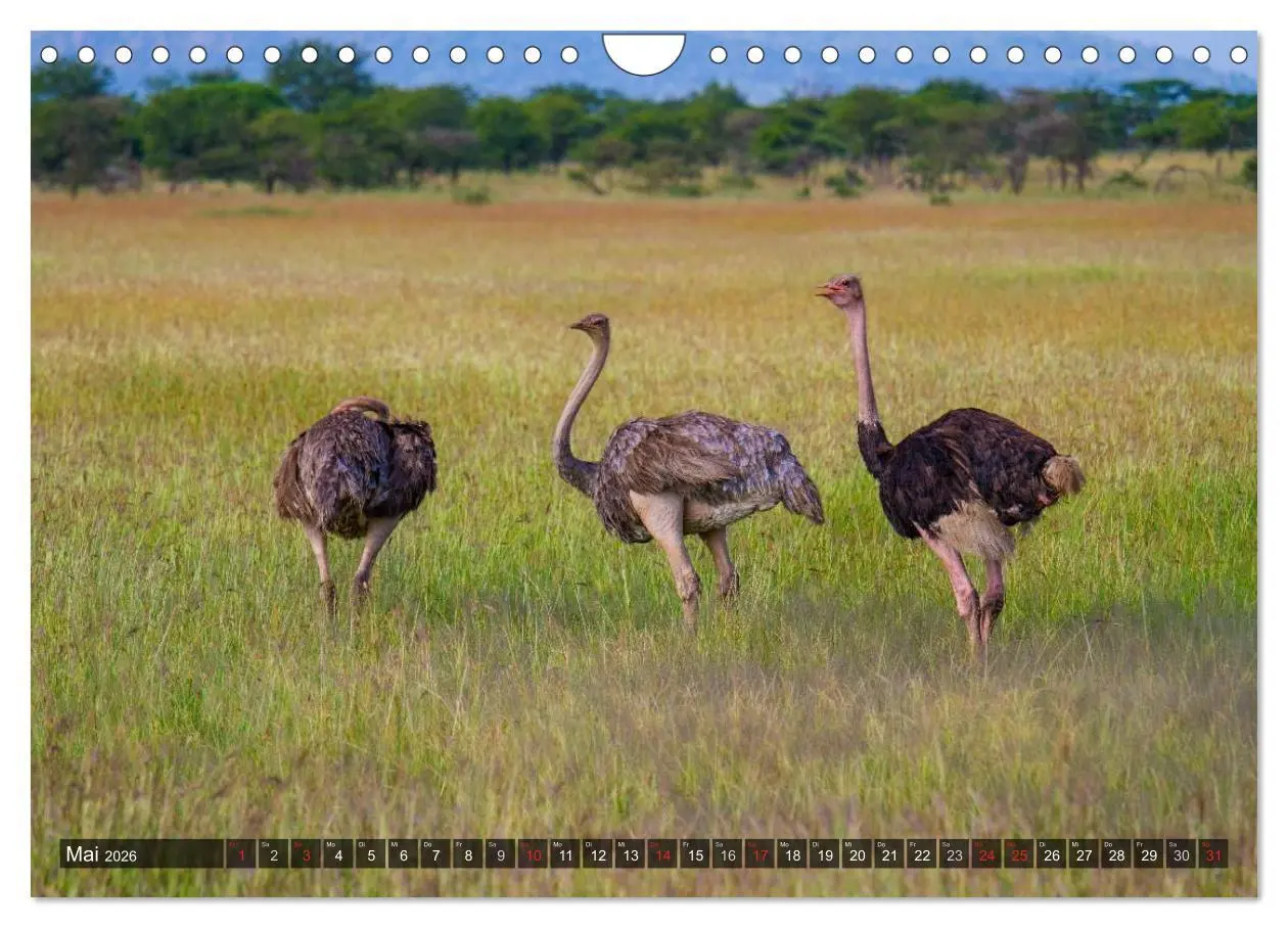 Bild: 9783516197822 | Abenteuer Tansania, Afrika (Wandkalender 2026 DIN A4 quer),...
