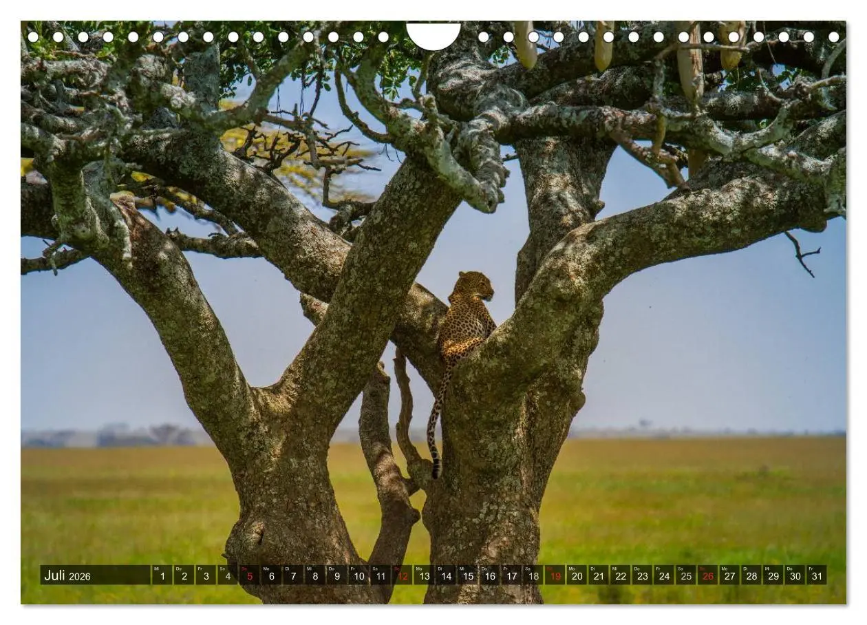 Bild: 9783516197822 | Abenteuer Tansania, Afrika (Wandkalender 2026 DIN A4 quer),...