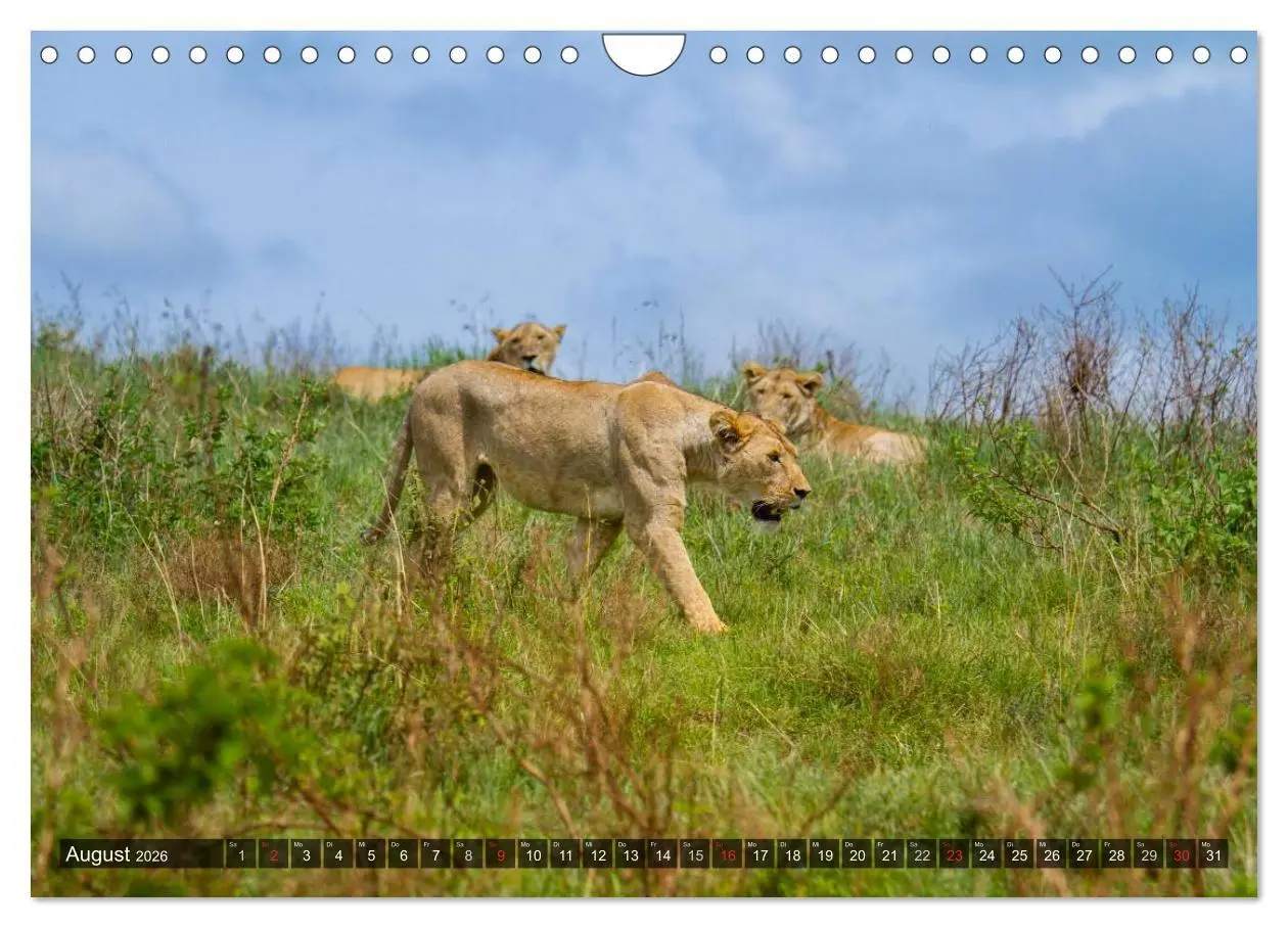 Bild: 9783516197822 | Abenteuer Tansania, Afrika (Wandkalender 2026 DIN A4 quer),...