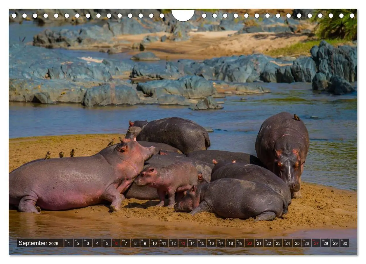Bild: 9783516197822 | Abenteuer Tansania, Afrika (Wandkalender 2026 DIN A4 quer),...