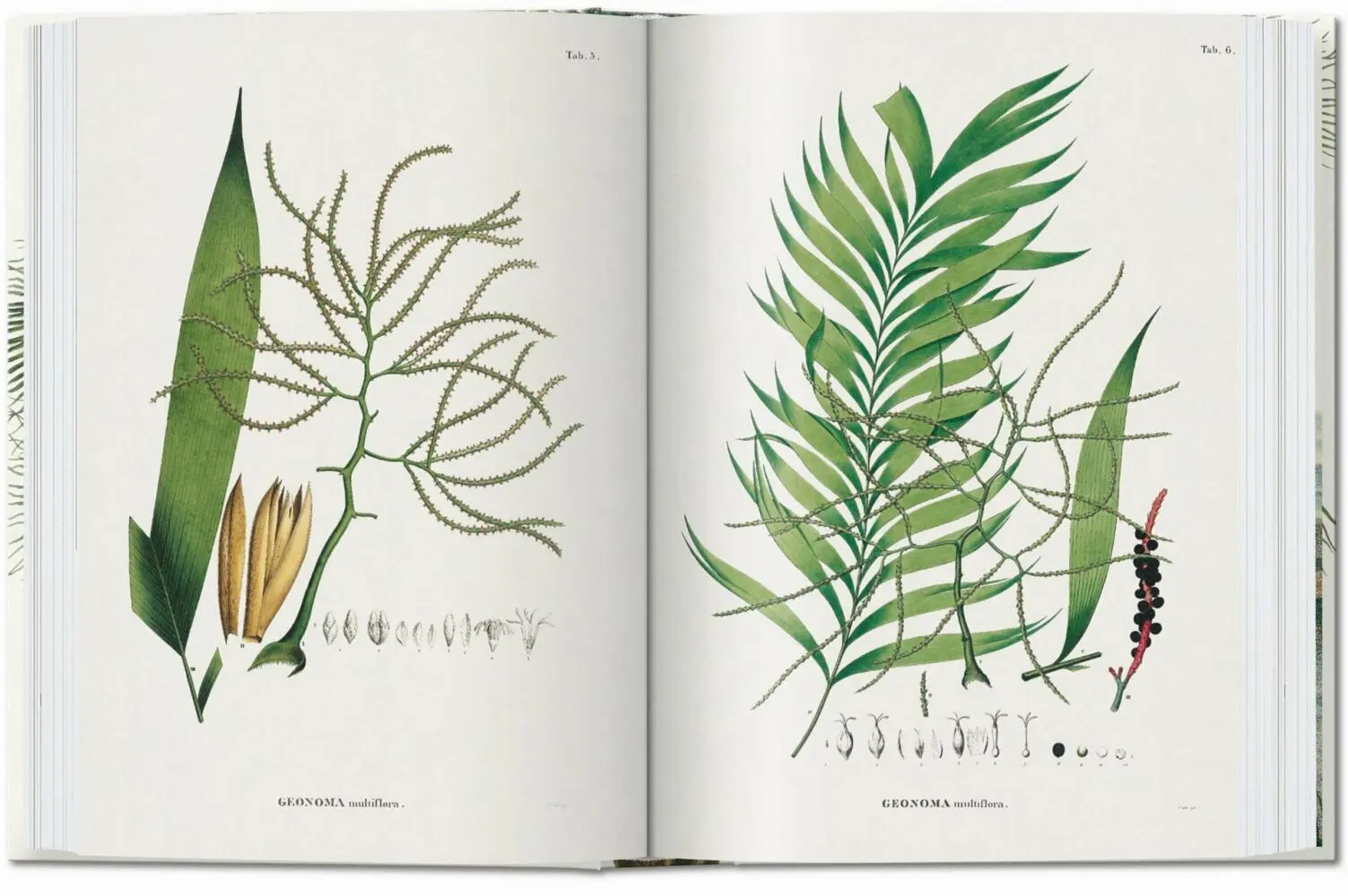 Bild: 9783836587822 | Martius. El libro de las palmeras. 45th Ed. | H. Walter Lack | Buch