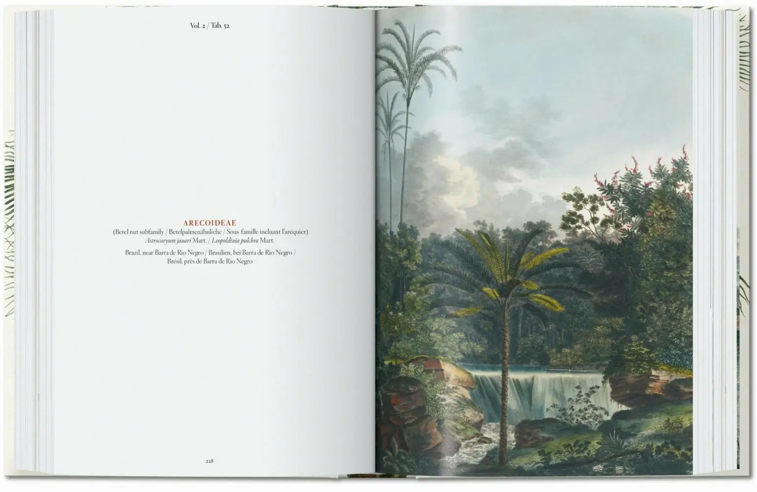 Bild: 9783836587822 | Martius. El libro de las palmeras. 45th Ed. | H. Walter Lack | Buch