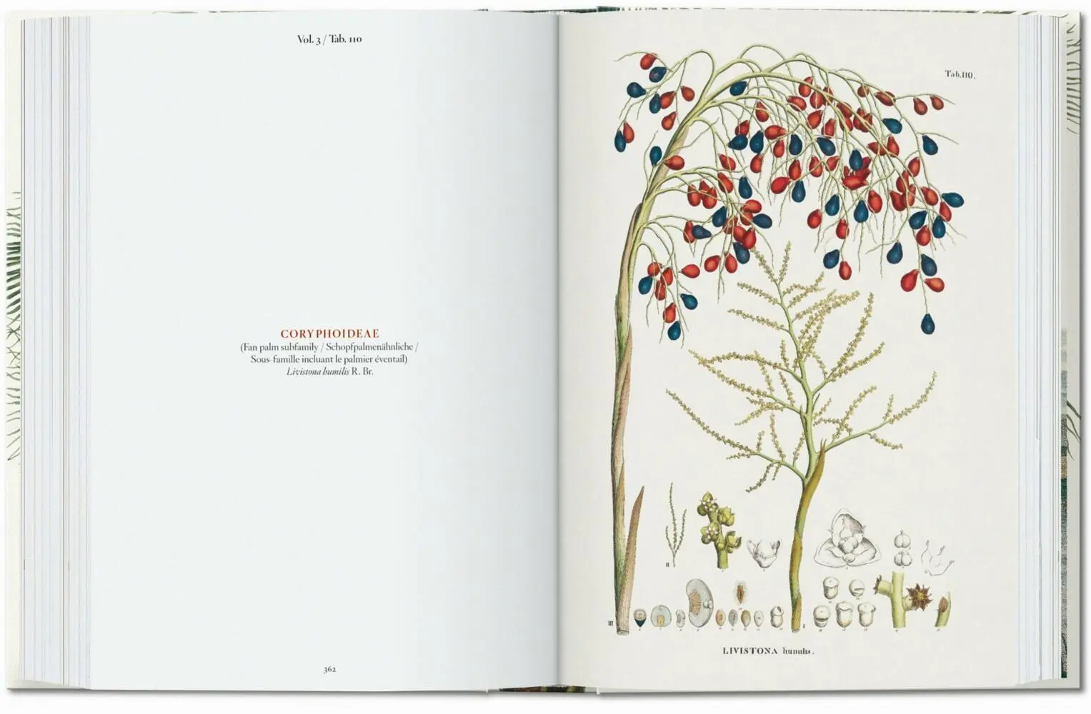 Bild: 9783836587822 | Martius. El libro de las palmeras. 45th Ed. | H. Walter Lack | Buch