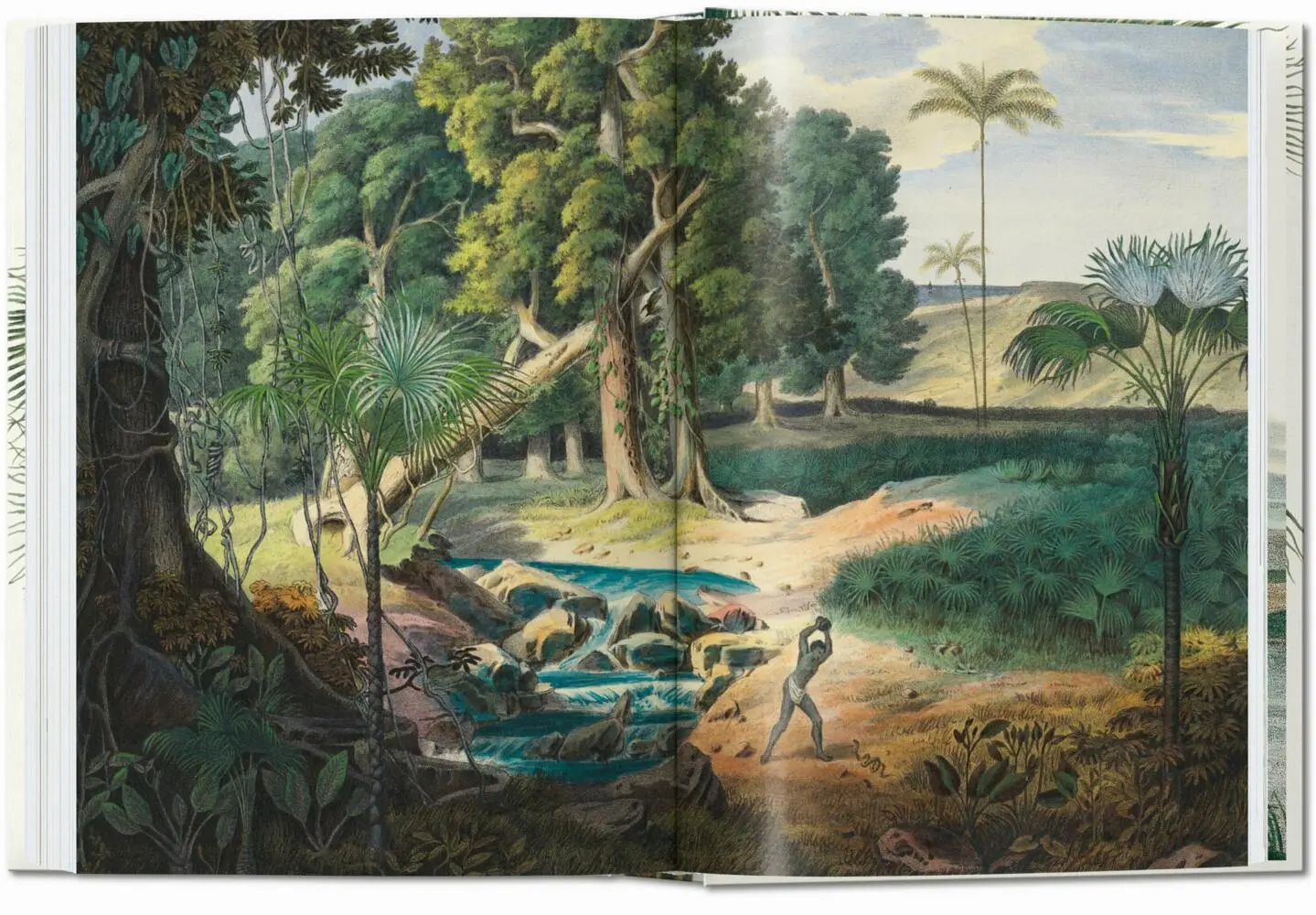 Bild: 9783836587822 | Martius. El libro de las palmeras. 45th Ed. | H. Walter Lack | Buch