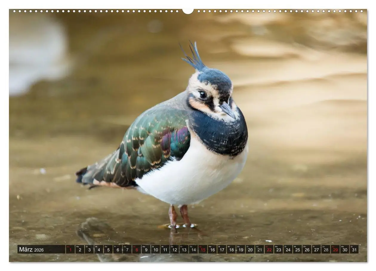 Bild: 9783516218022 | Pellworm 2026 (hochwertiger Premium Wandkalender 2026 DIN A2 quer),...