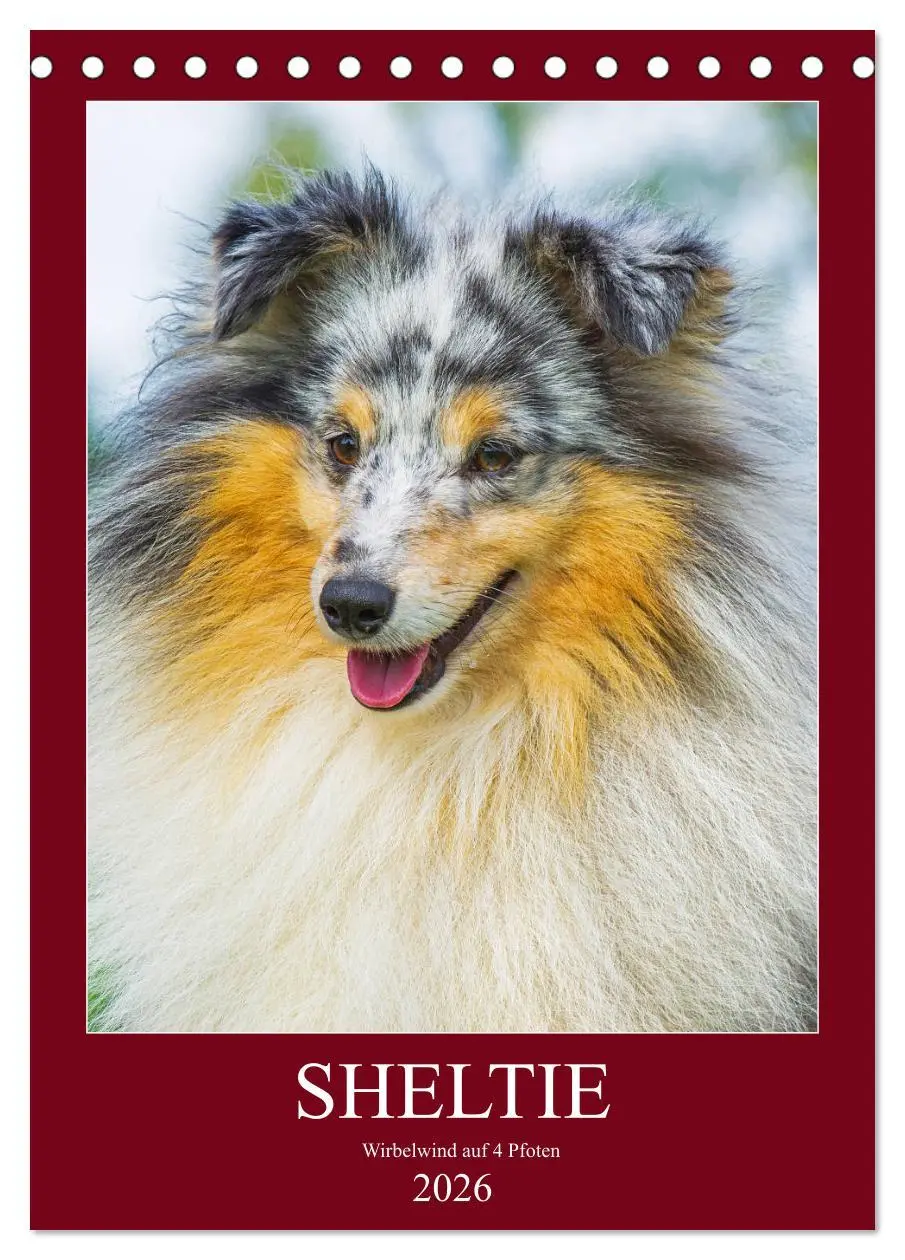 Cover: 9783516388022 | Sheltie - Wirbelwind auf 4 Pfoten (Tischkalender 2026 DIN A5 hoch),...