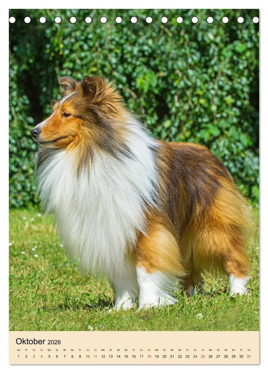 Bild: 9783516388022 | Sheltie - Wirbelwind auf 4 Pfoten (Tischkalender 2026 DIN A5 hoch),...